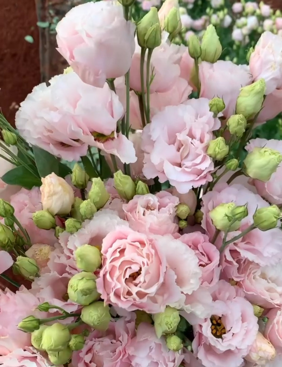 Lisianthus Corelli Light Pink Plugs