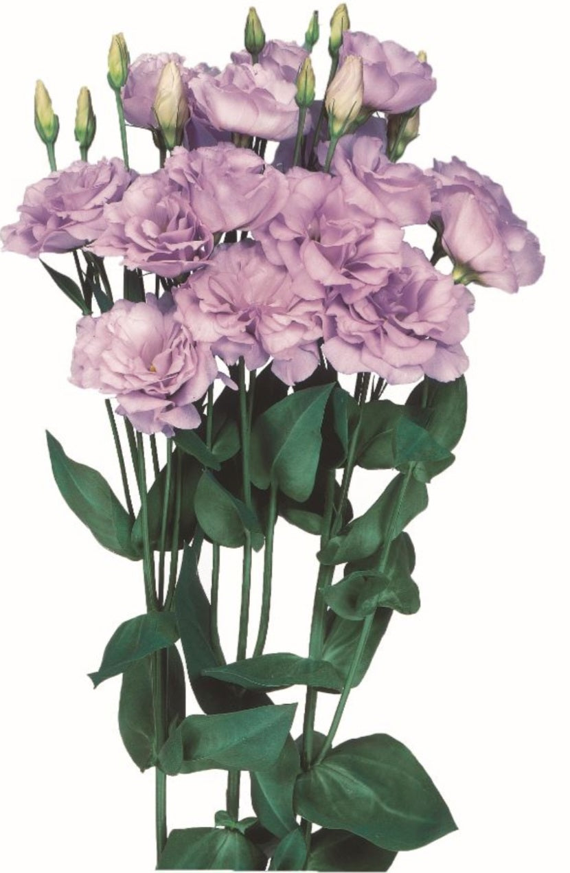 Lisianthus Echo Lavender Plugs