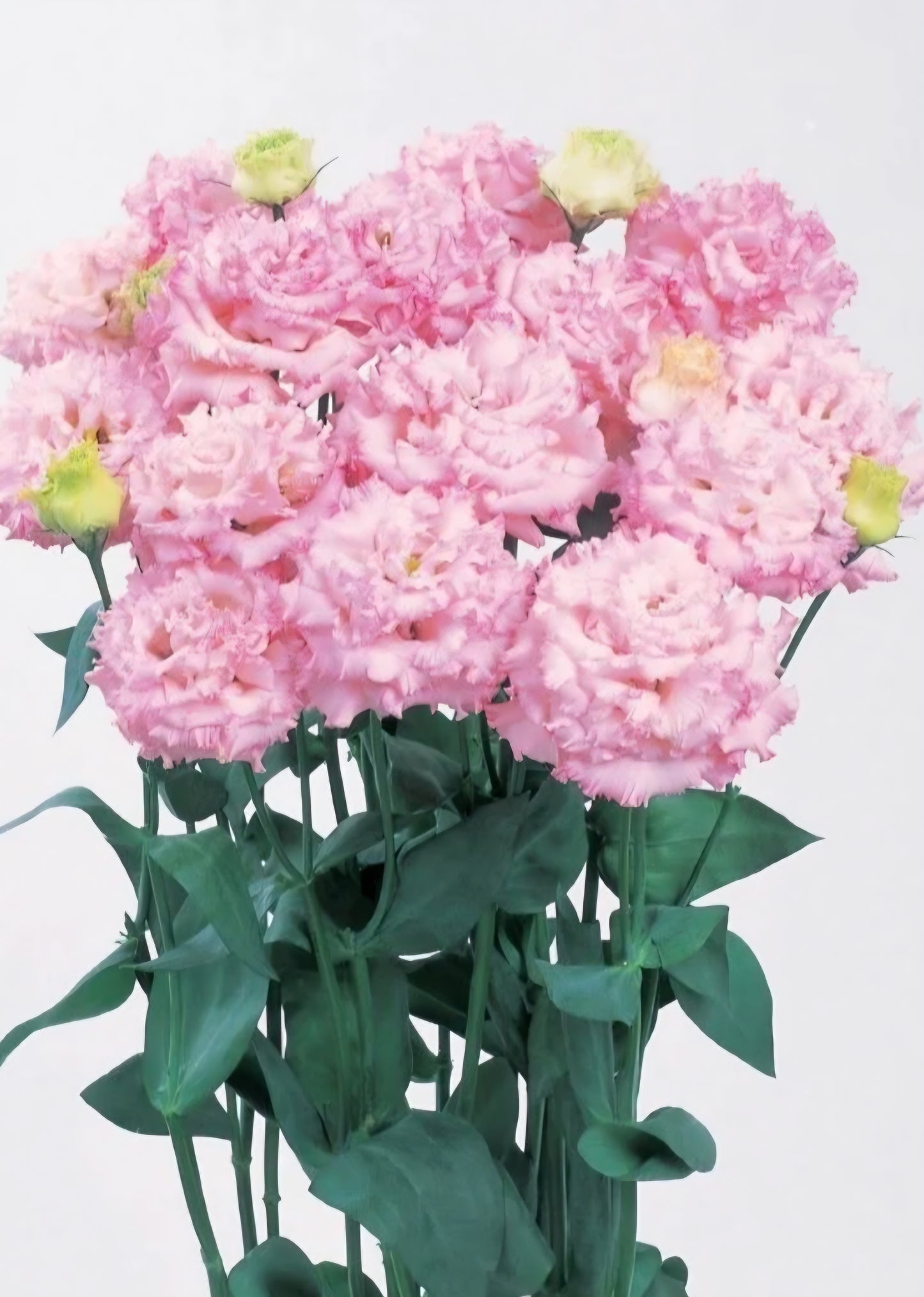 Lisianthus Voyage Pink II Plugs