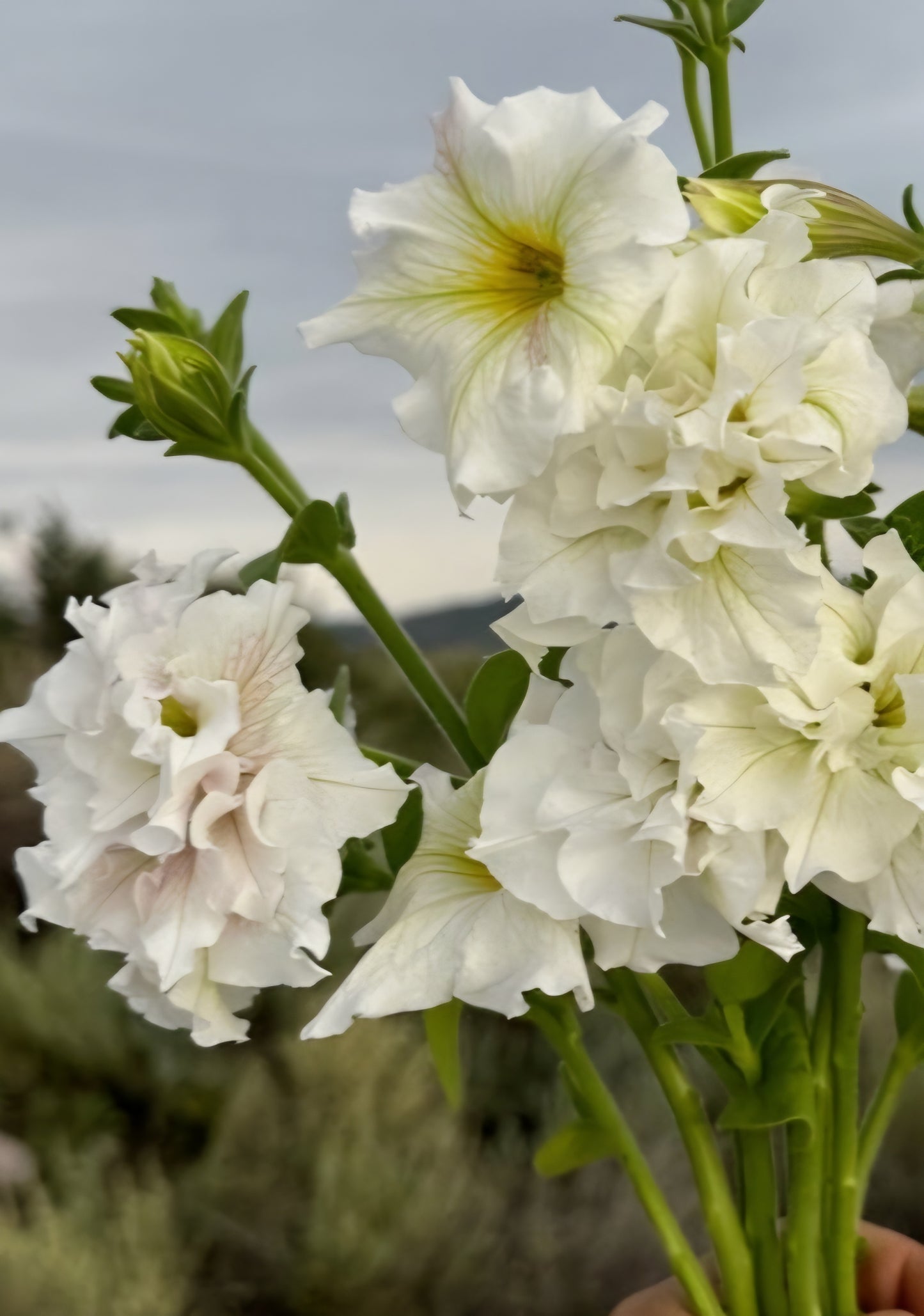 Italian Petunia Grandiflora White Plugs