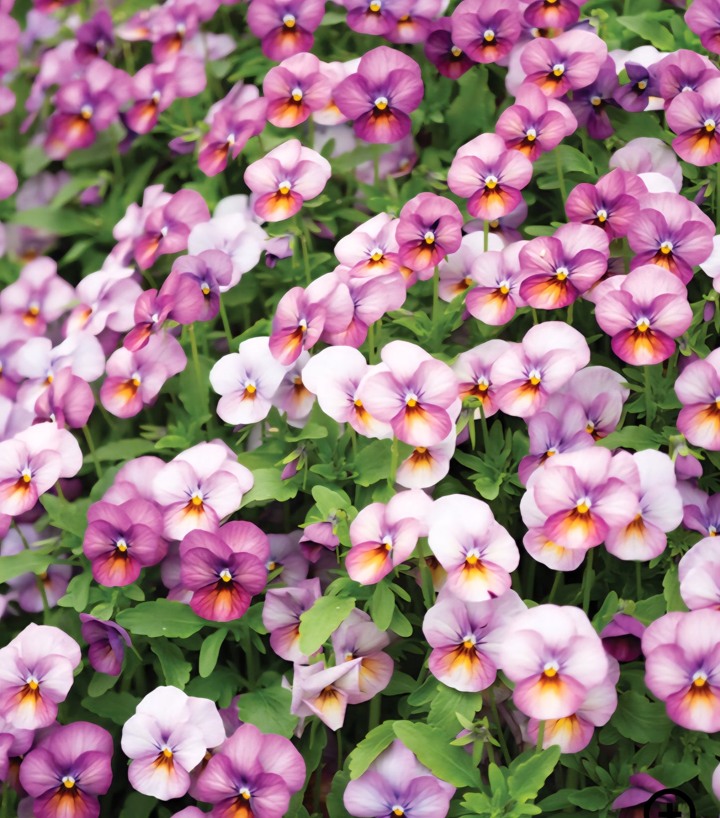 Viola Floral Power Plum Antique Shades Pansy Plugs