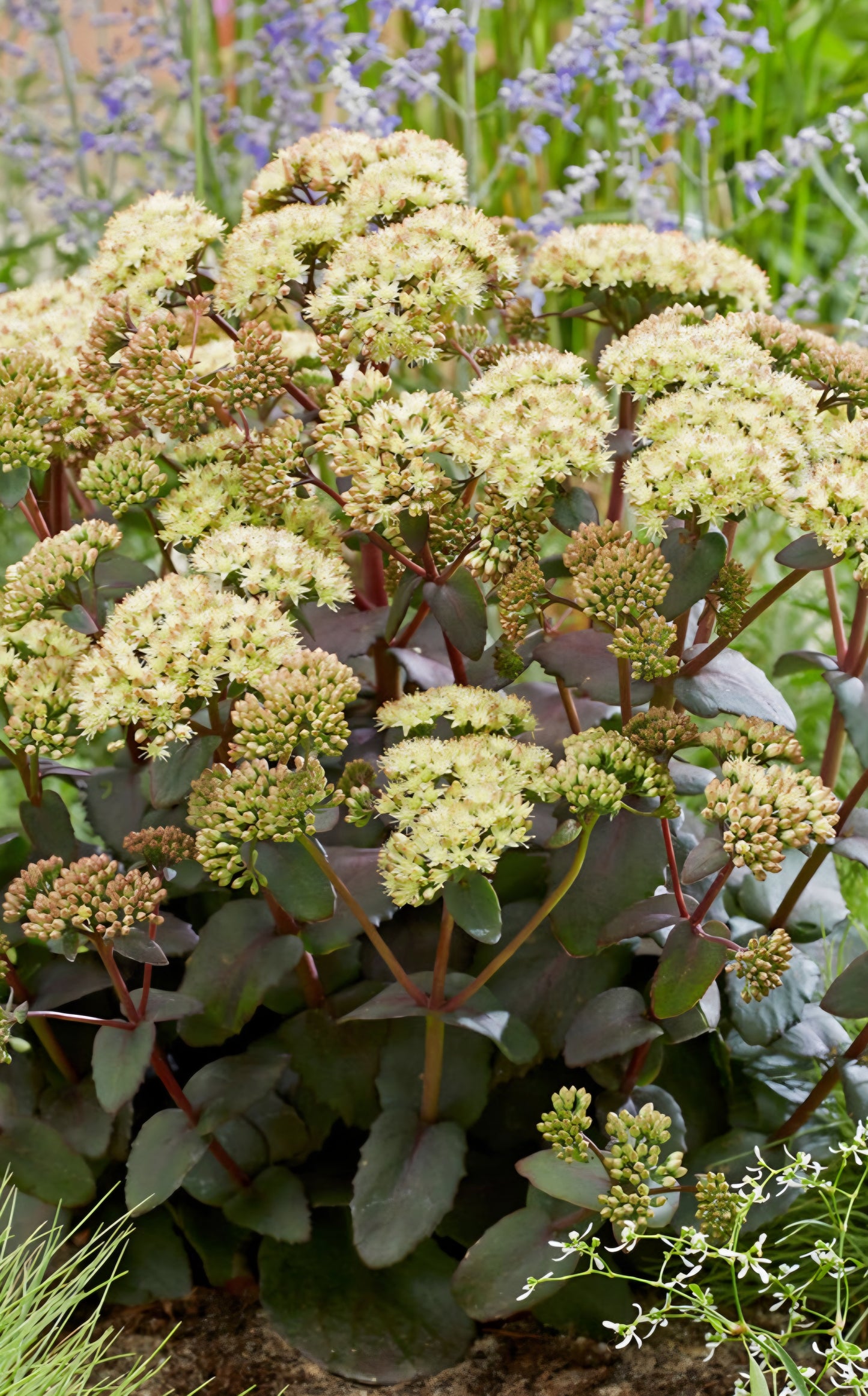 Banana Split Sedum Plugs