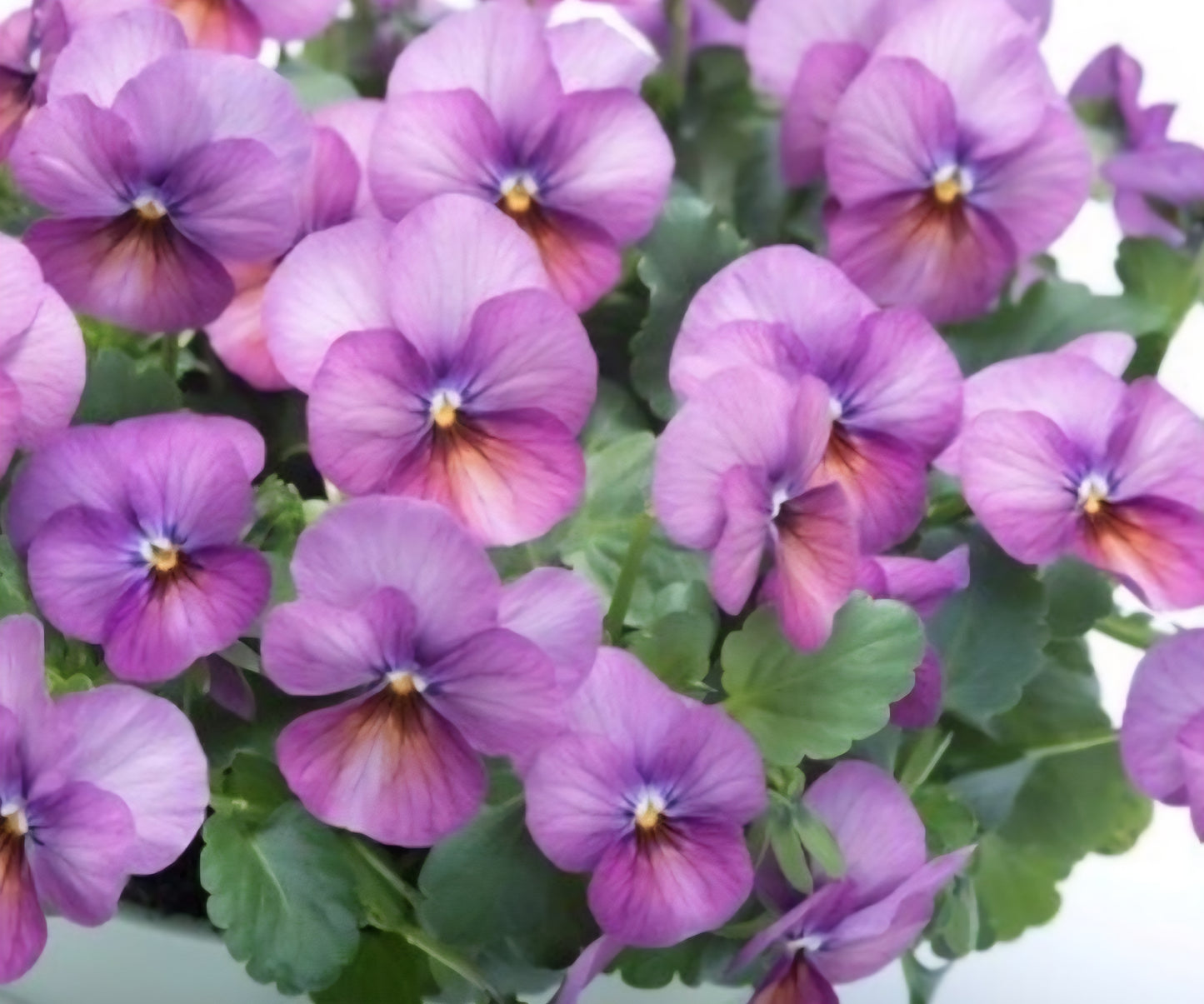 Viola Floral Power Plum Antique Shades Pansy Plugs