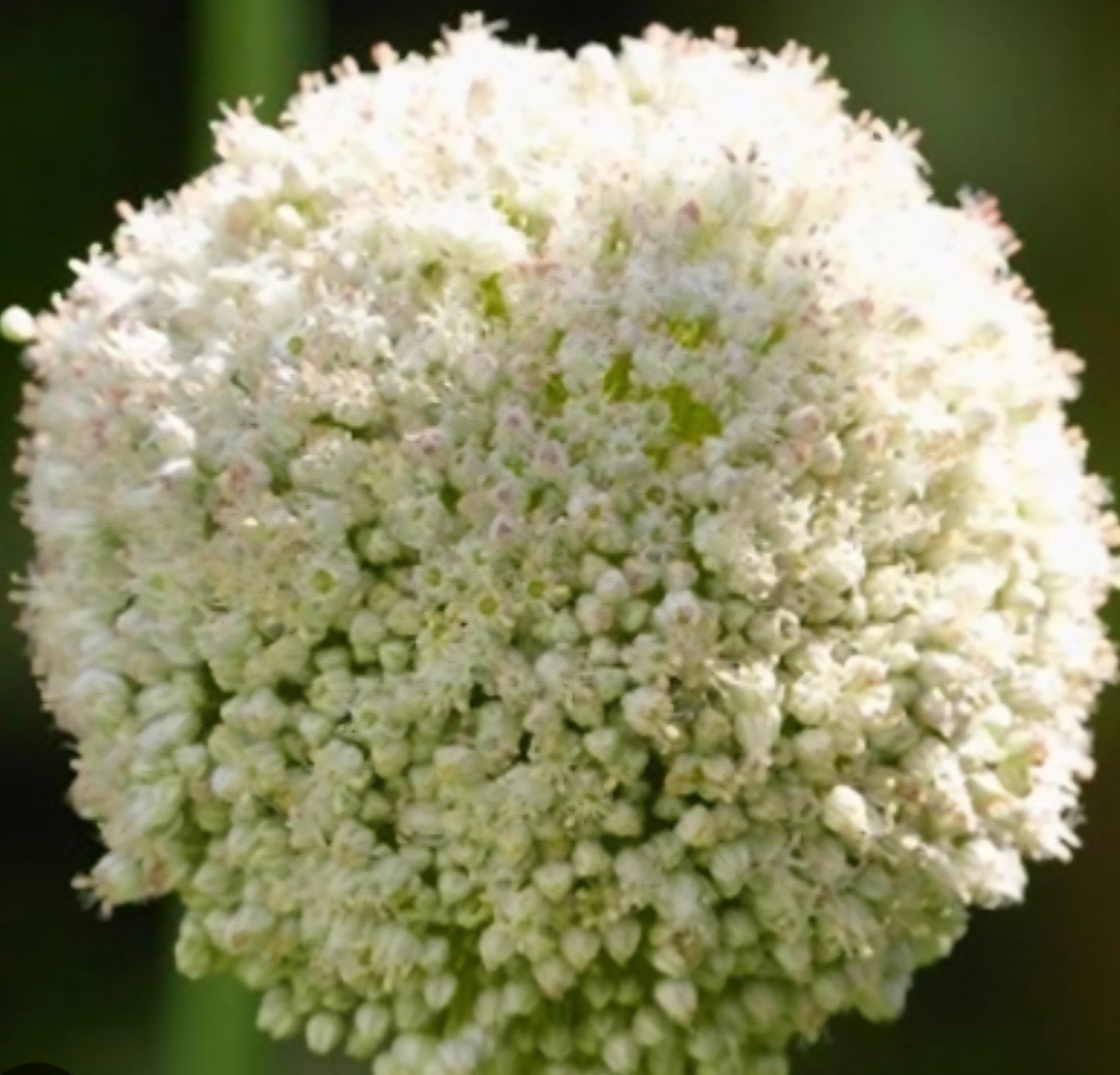 Ping Pong White Allium Bulbs