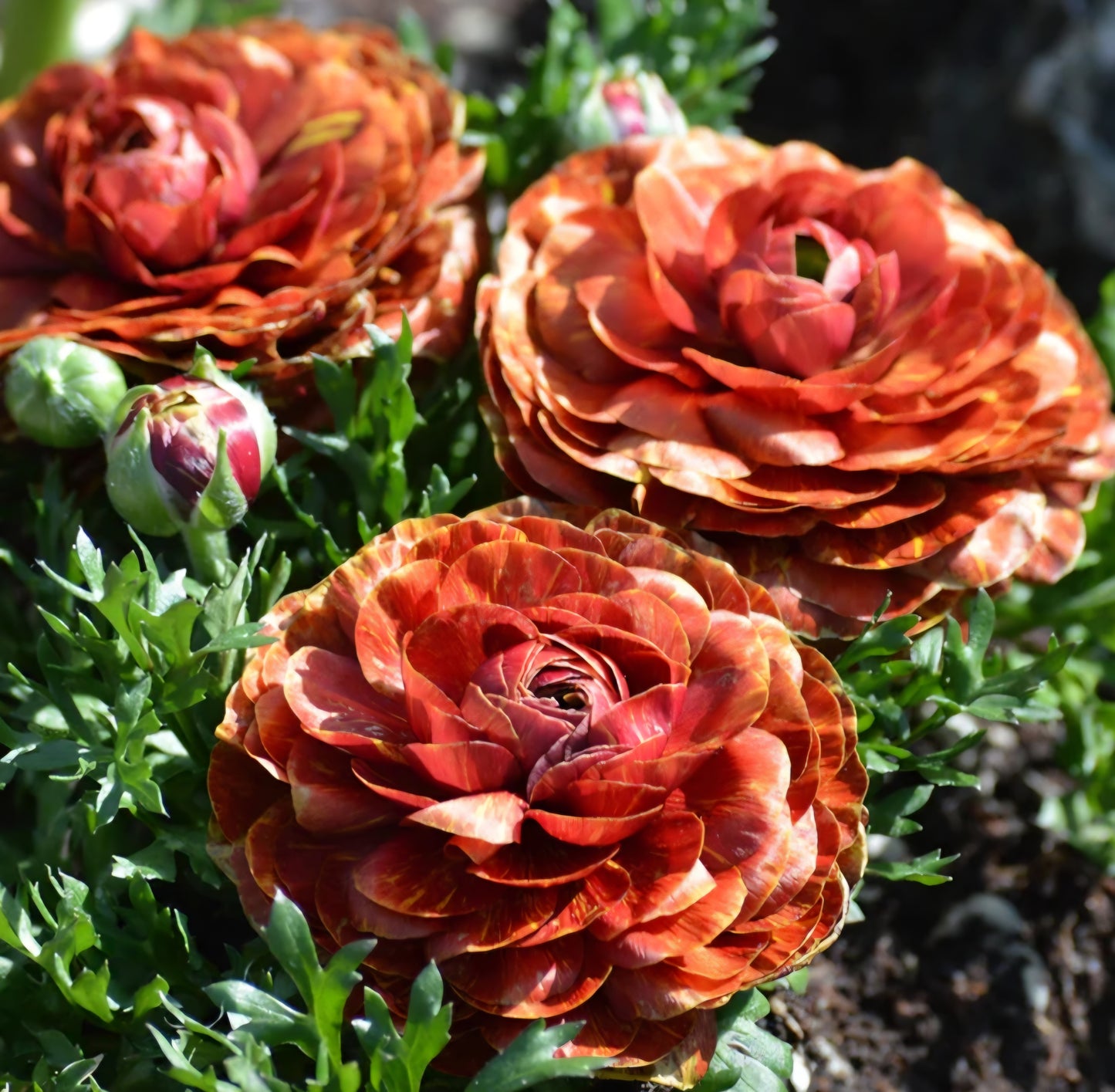 Aviv Picotee Cafe Ranunculus Corms
