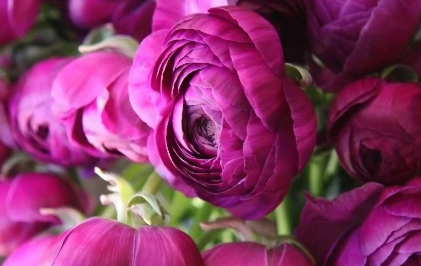 Amandine Violet Ranunculus Corms