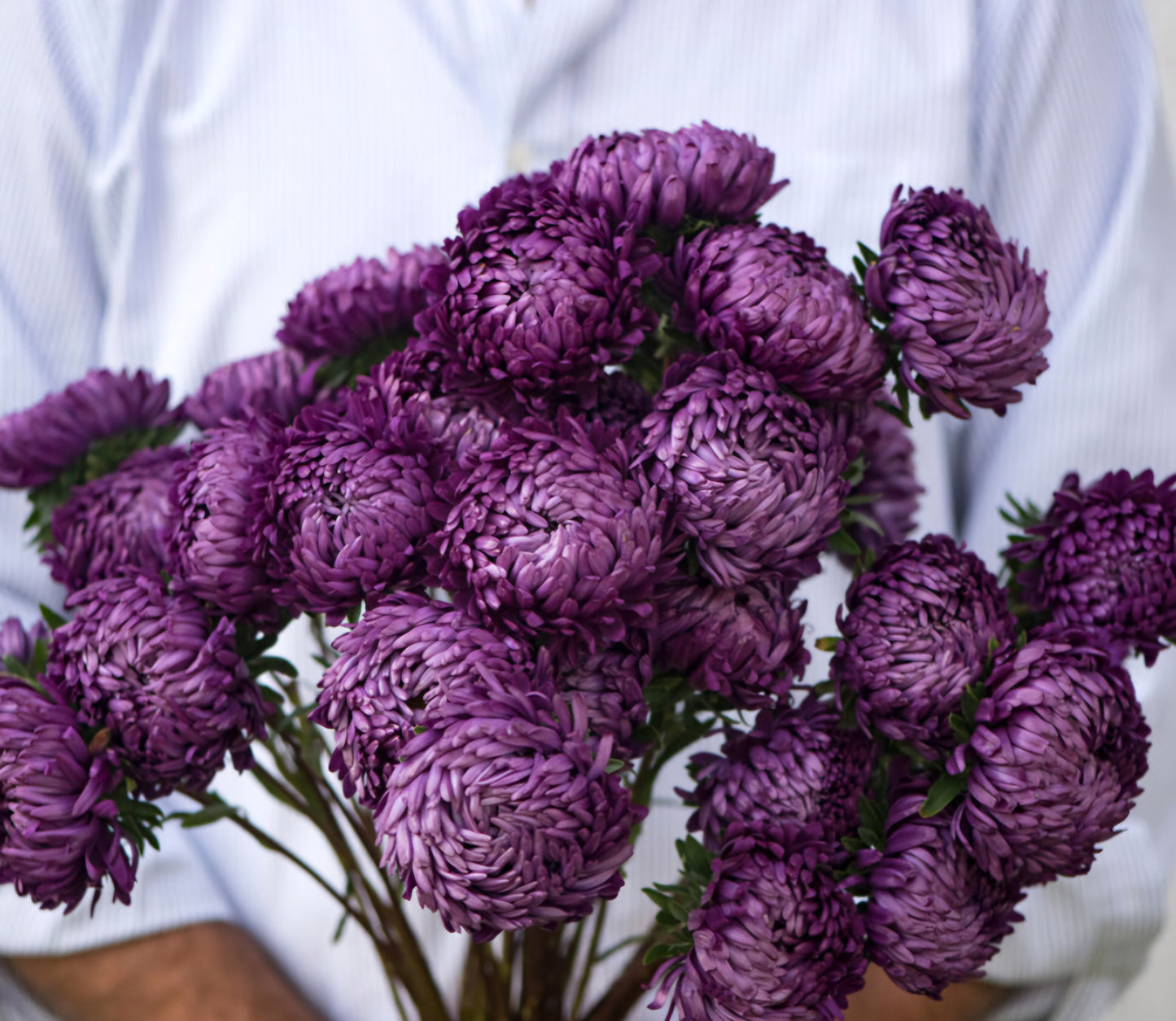 Aster King Tower Violet Plugs (4)