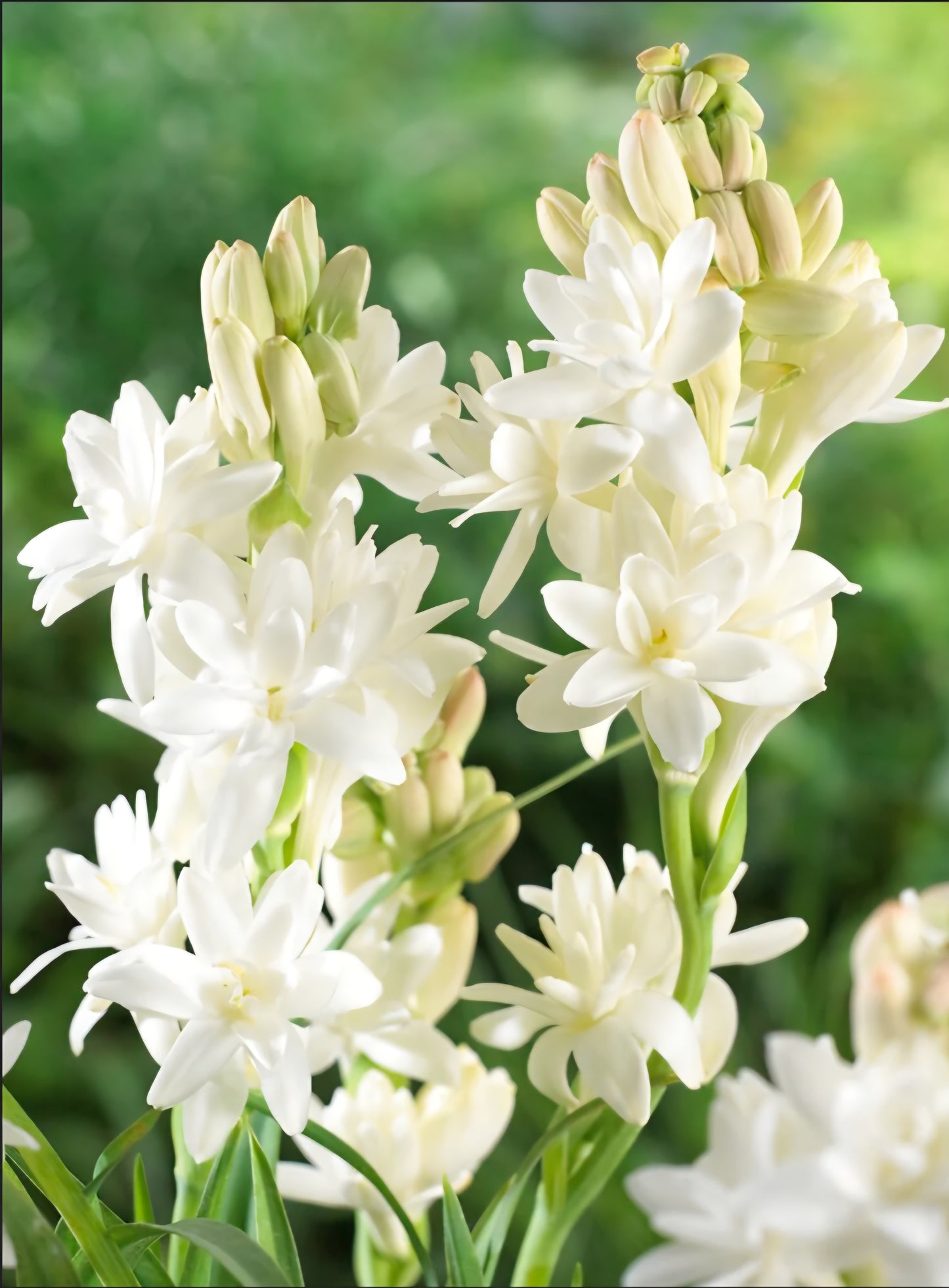 Polianthes Tuberose The Pearl Bulbs (5)