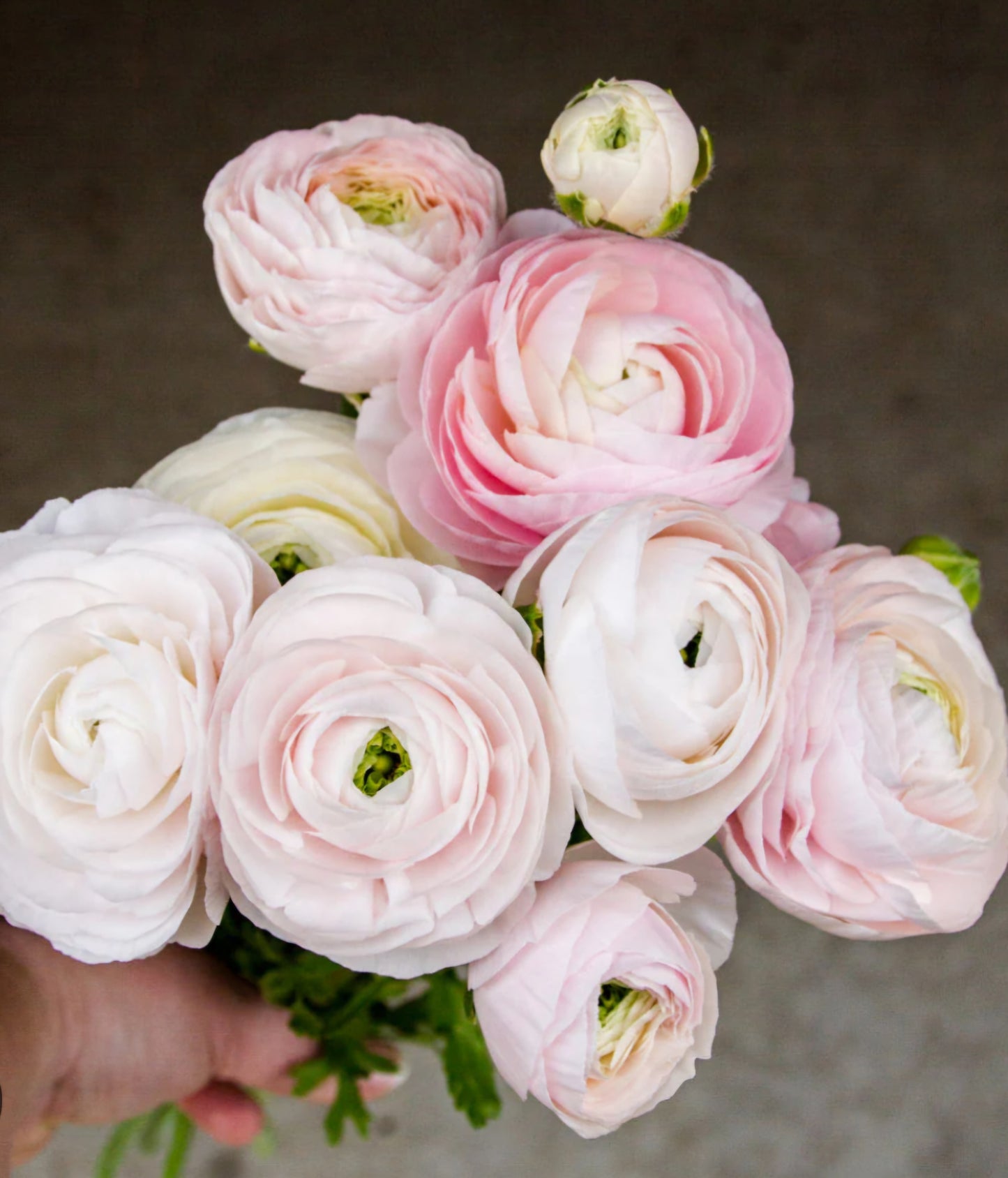 Pre-Sprouted Chamallow Amadine Ranunculus Corms (6)