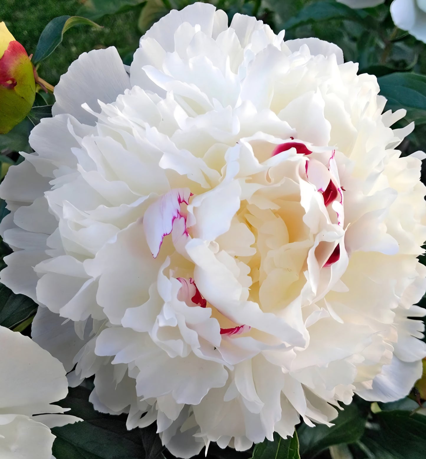 Festiva Maxima Peony Root
