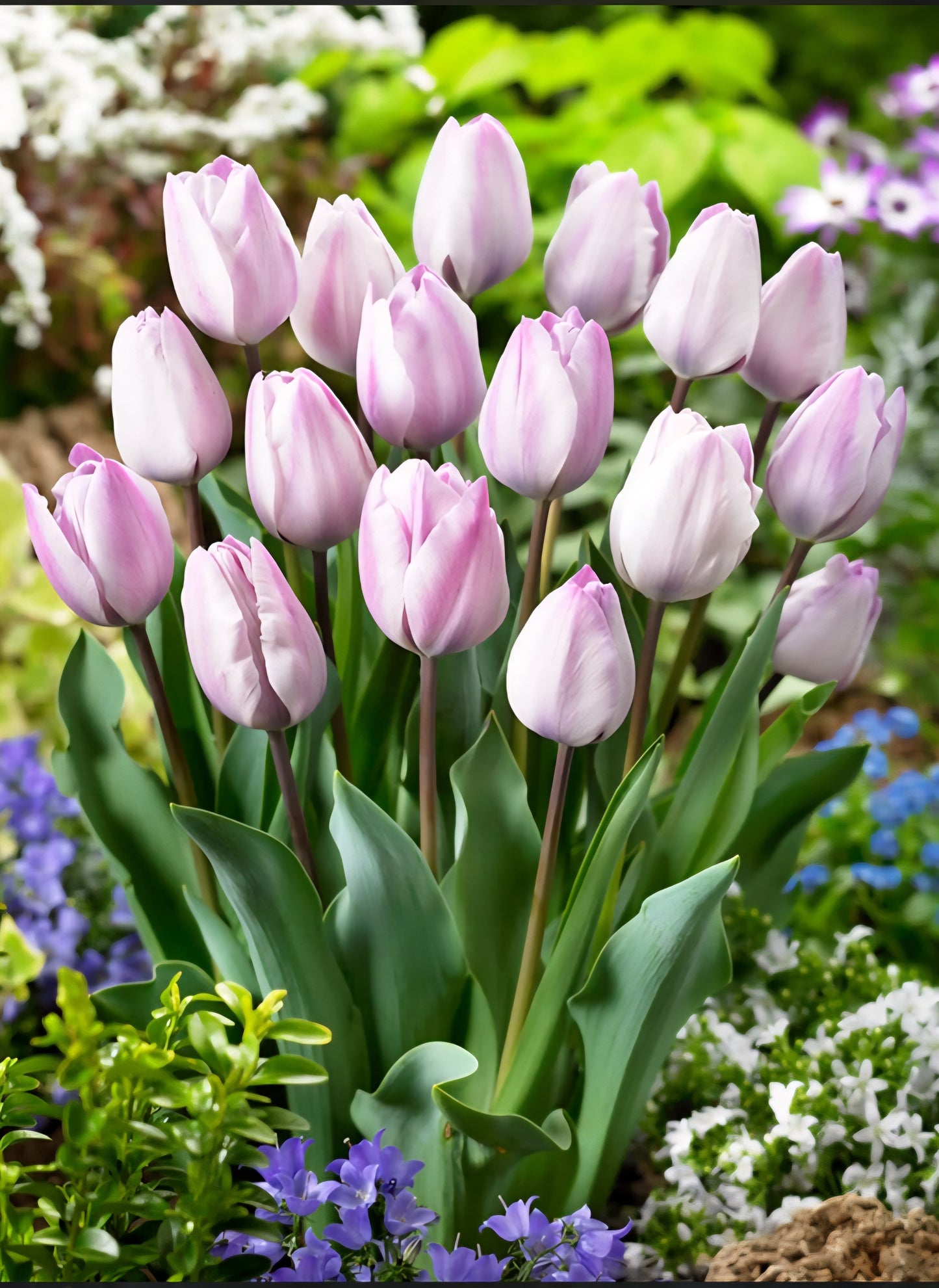 Jacuzzi Tulip Bulbs