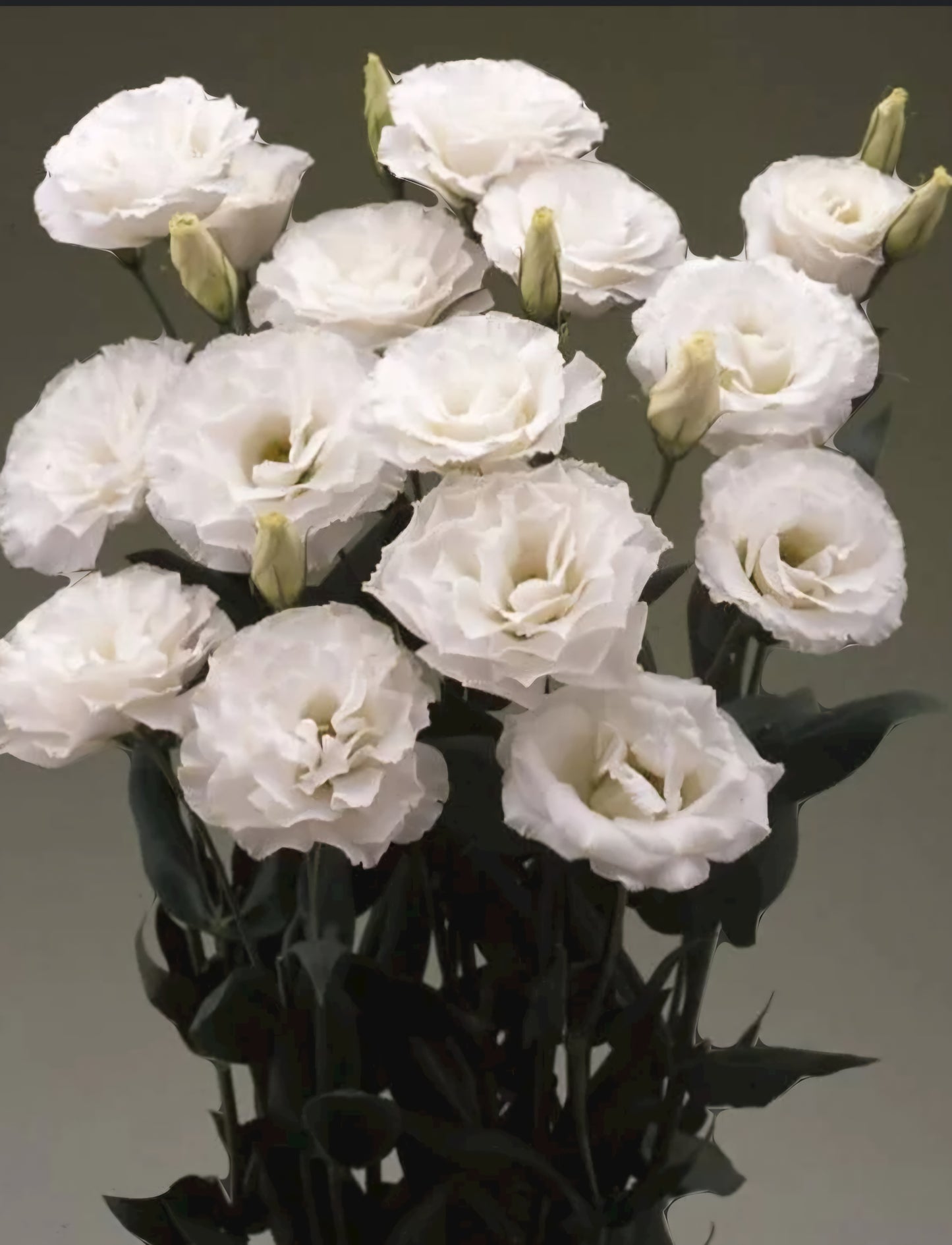 Lisianthus Arena White III Plugs