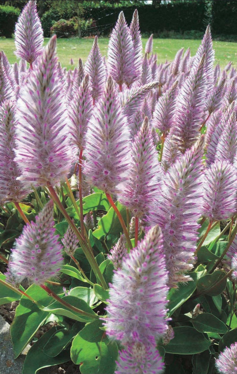 Ptilotus Joey Plugs