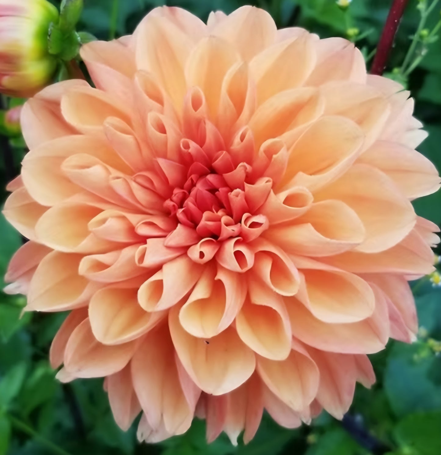 Orange King Dahlia Tuber
