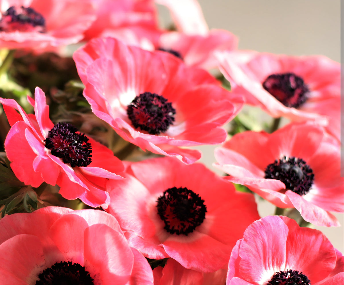 Anemone Italian Mistral Shocking (10)
