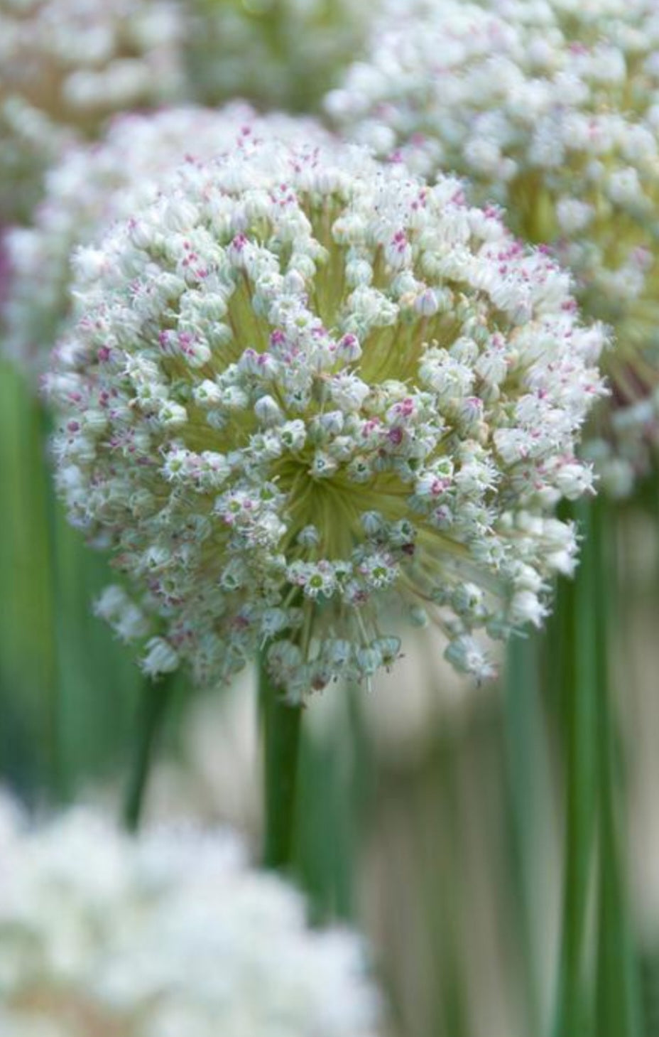 Ping Pong White Allium Bulbs