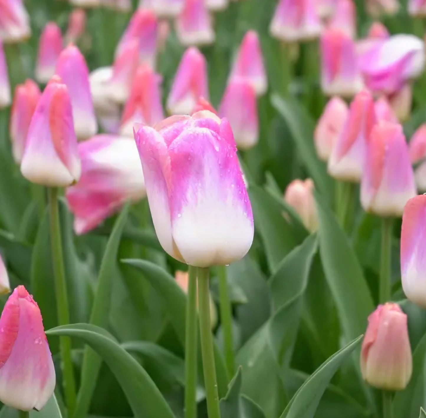 Kunyun Darwin Hybrid Tulip