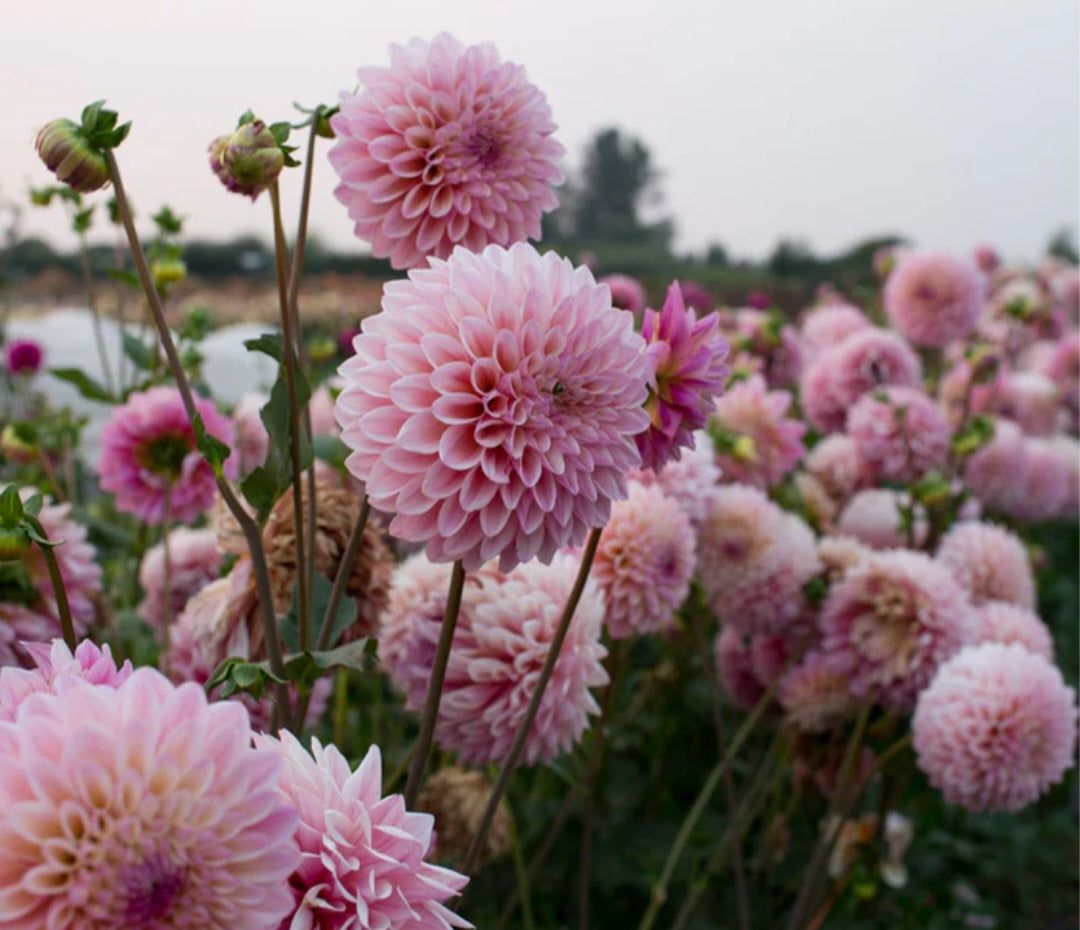 Coralie Dahlia Tuber