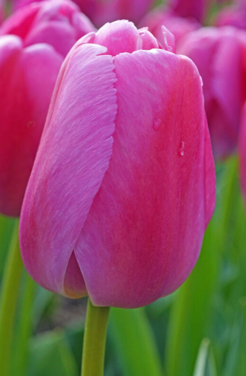 Purple Pride Darwin Hybrid Tulip Bulbs (10)
