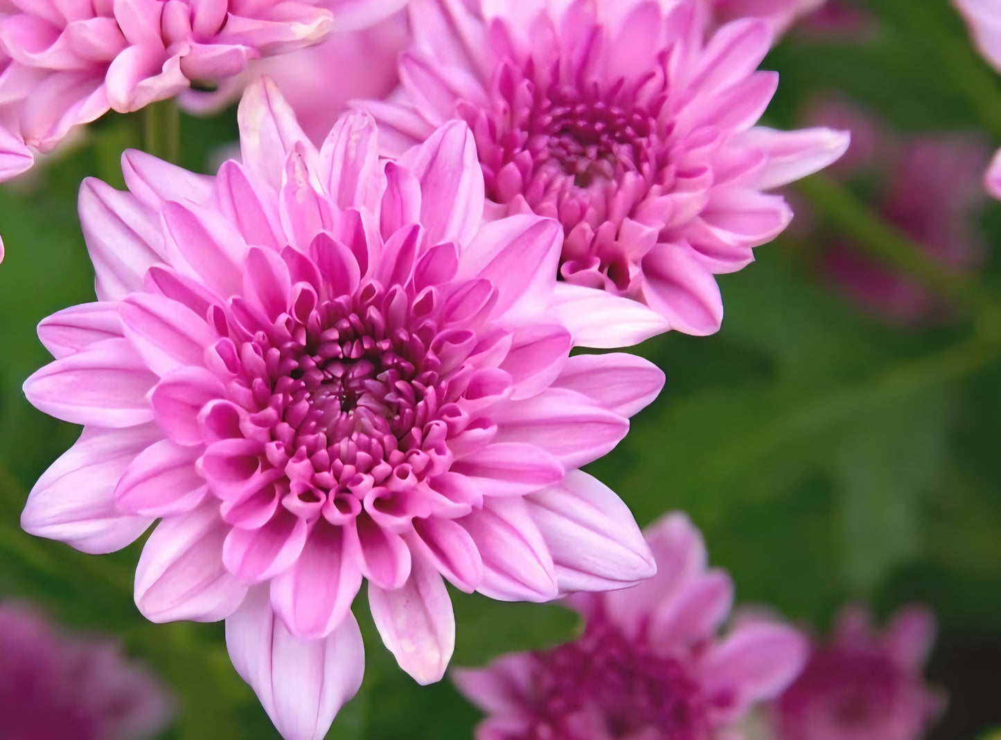 Granchild Lavender Chrysanthemum Cutting Plugs (3)
