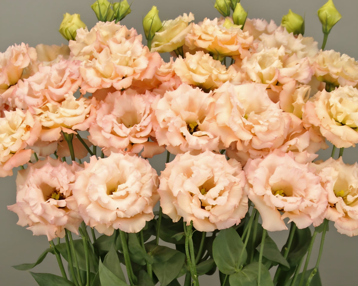 Lisianthus Megalo Deep Orange Plugs