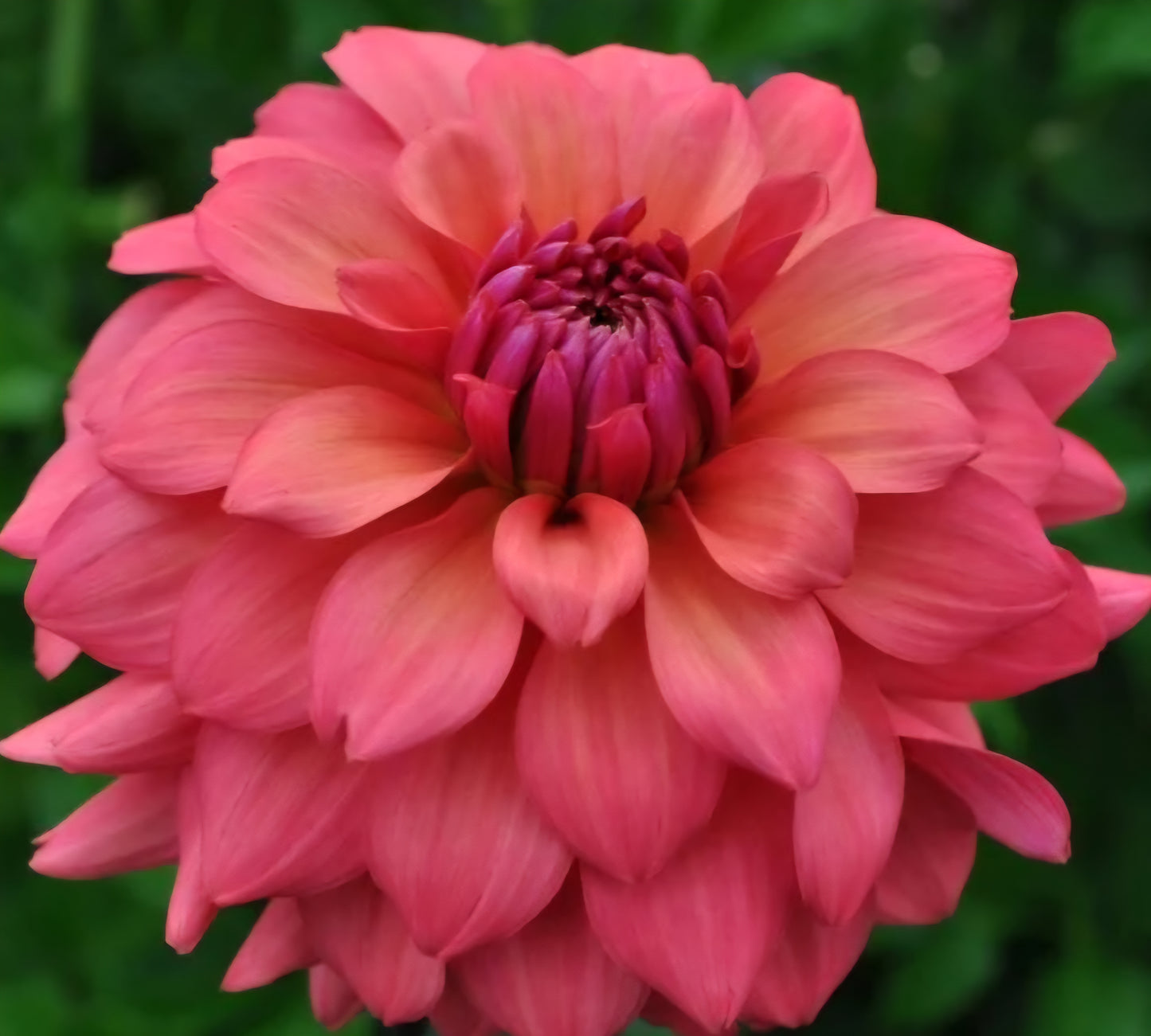 Cheers Dahlia Tuber