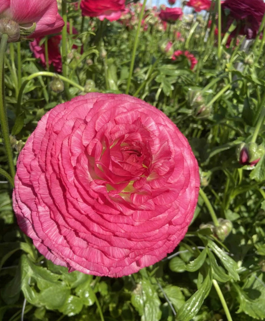 Romance Mercury Ranunculus Corms