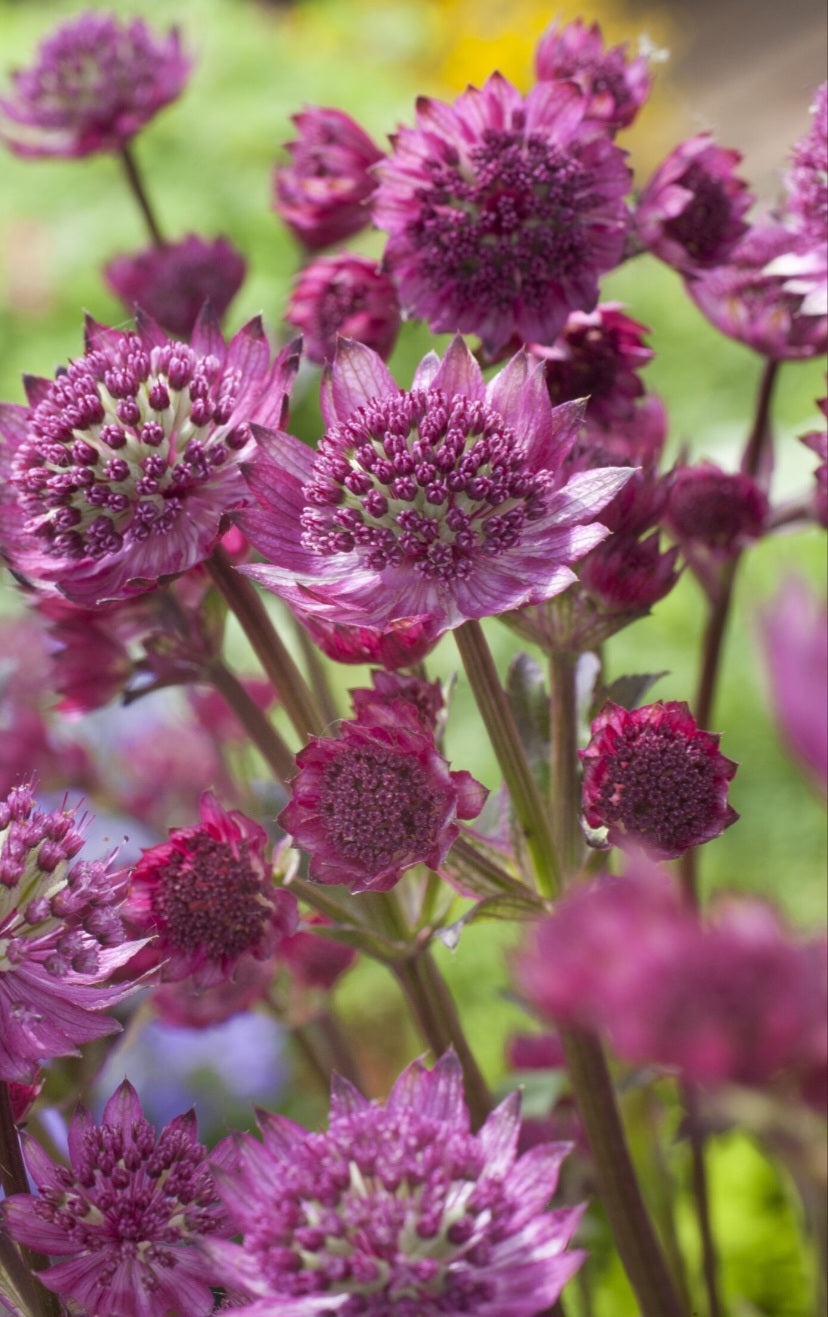 Astrantia Major Star of Beauty Root