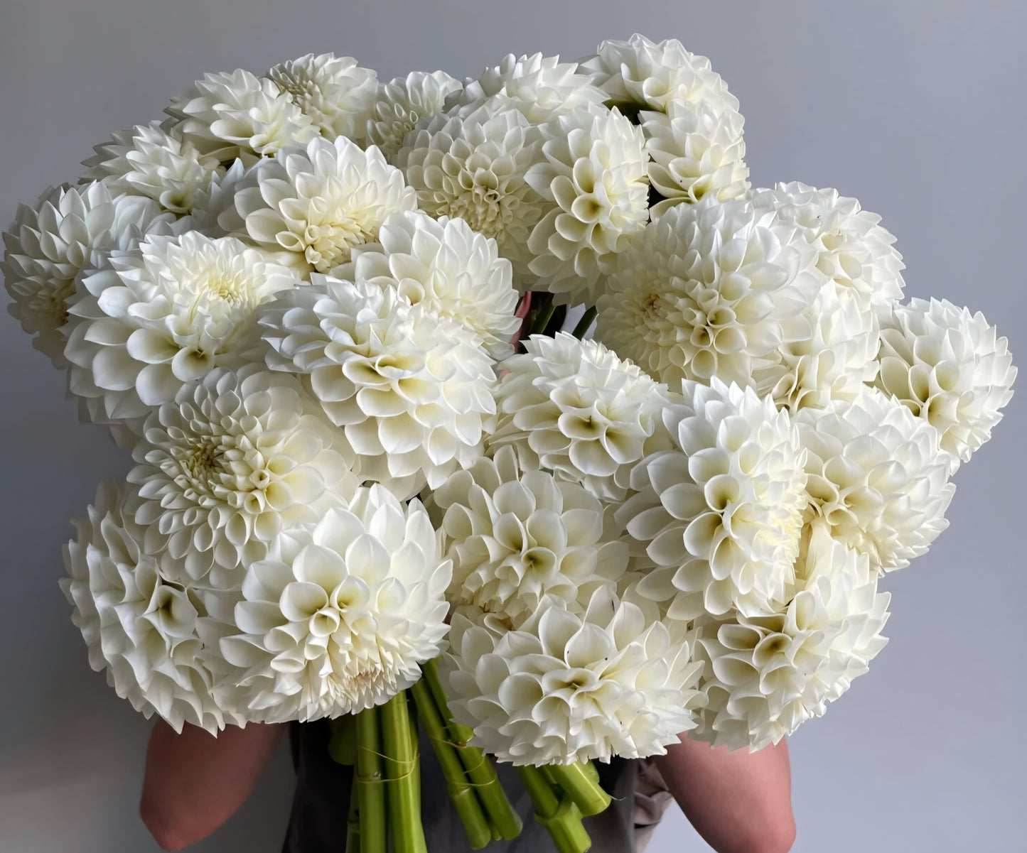Boom Boom White Dahlia Tuber