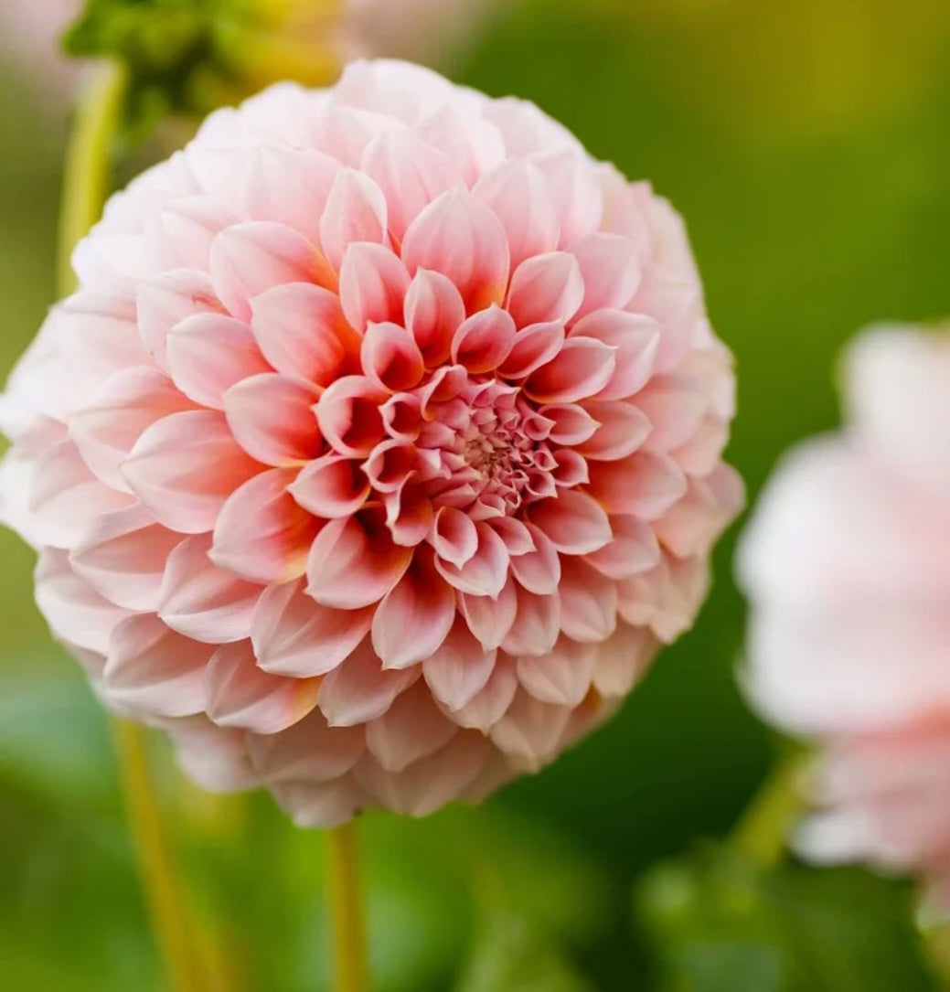 Peaches N Cream Dahlia Cutting