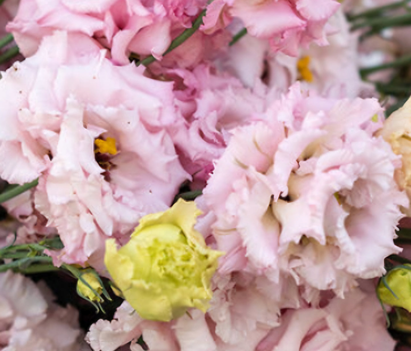Lisianthus Voyage 2 Light Pink Plugs (4)