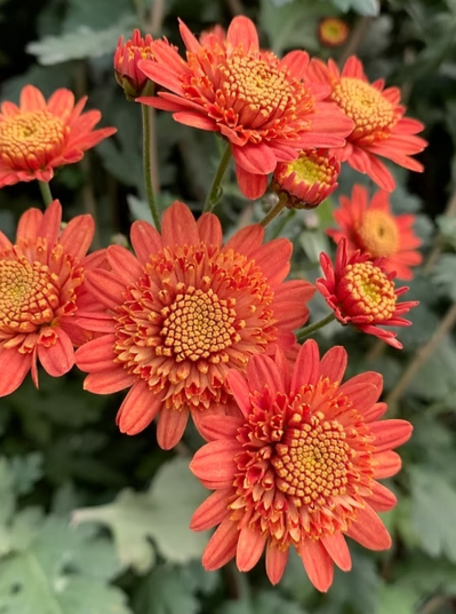 Bronze Fleece Heirloom Chrysanthemum Plugs (3)