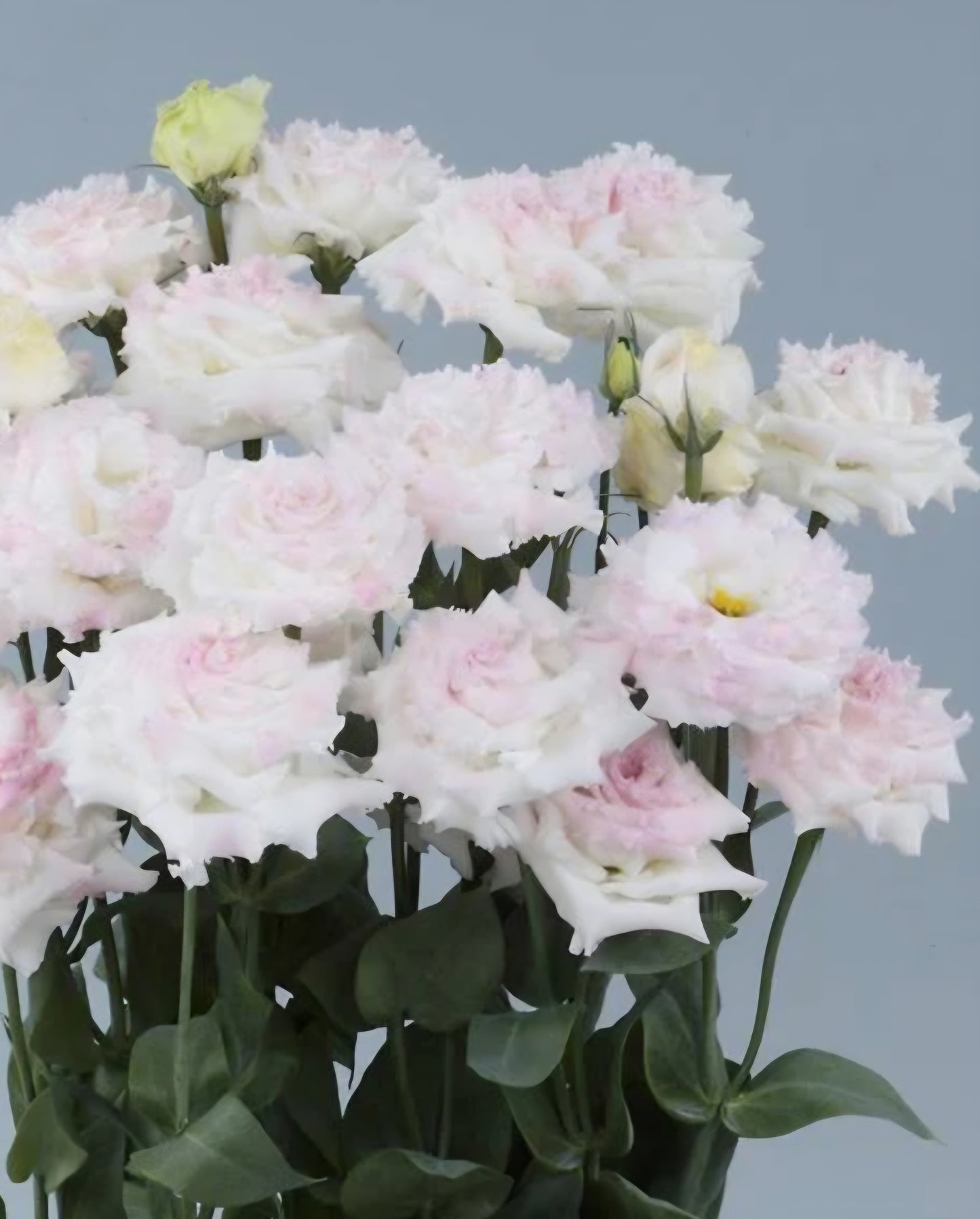 Lisianthus Voyage First Love Plugs