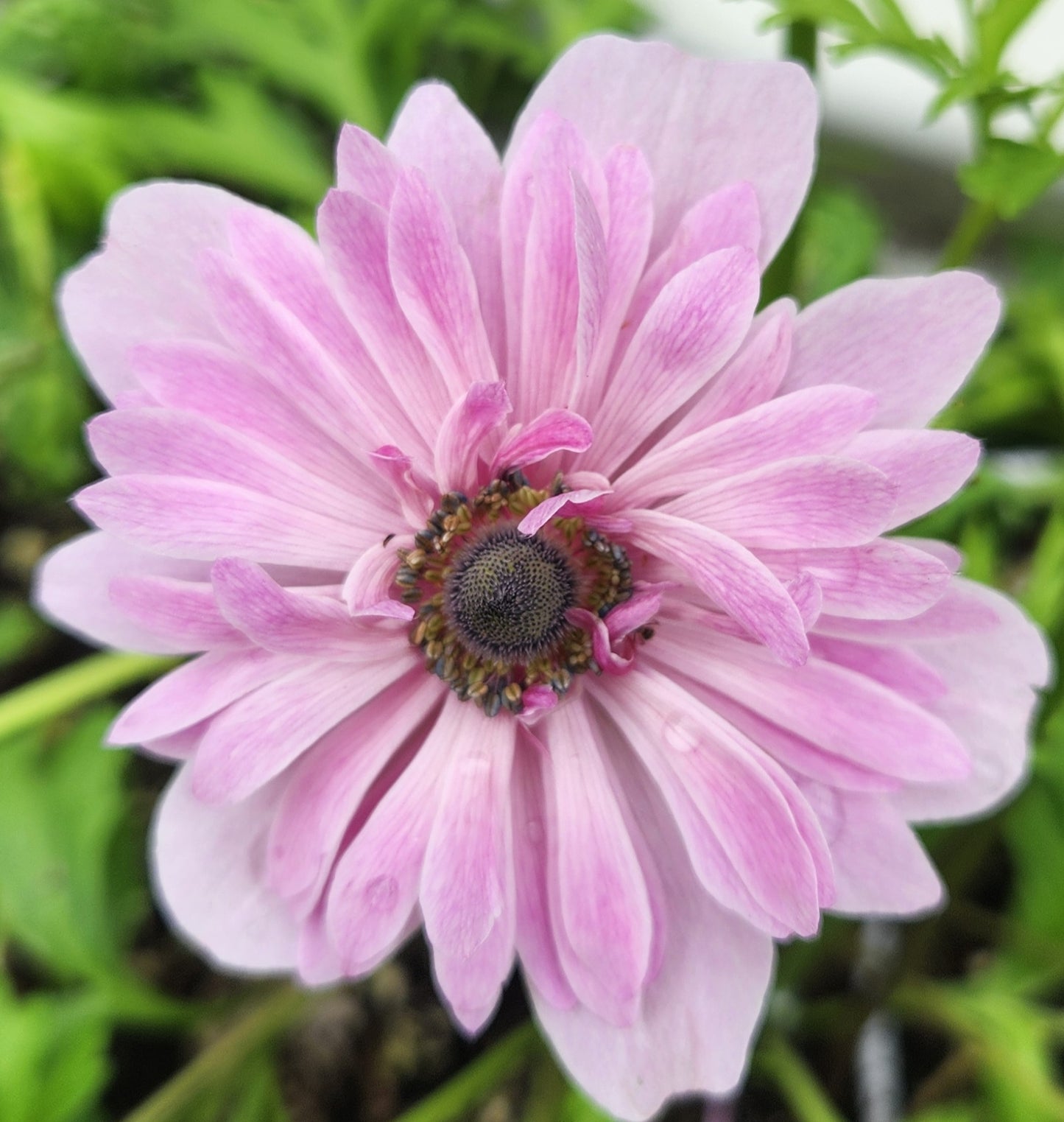 Anenome St. Brigid Mix Bulbs- 20ea