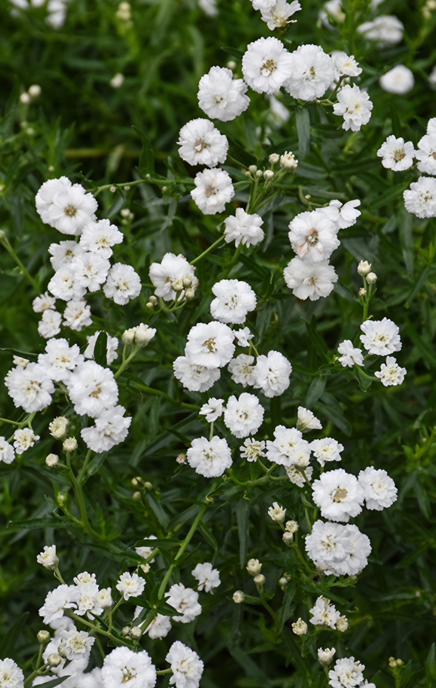 Achilles Marshmallow Yarrow Plugs