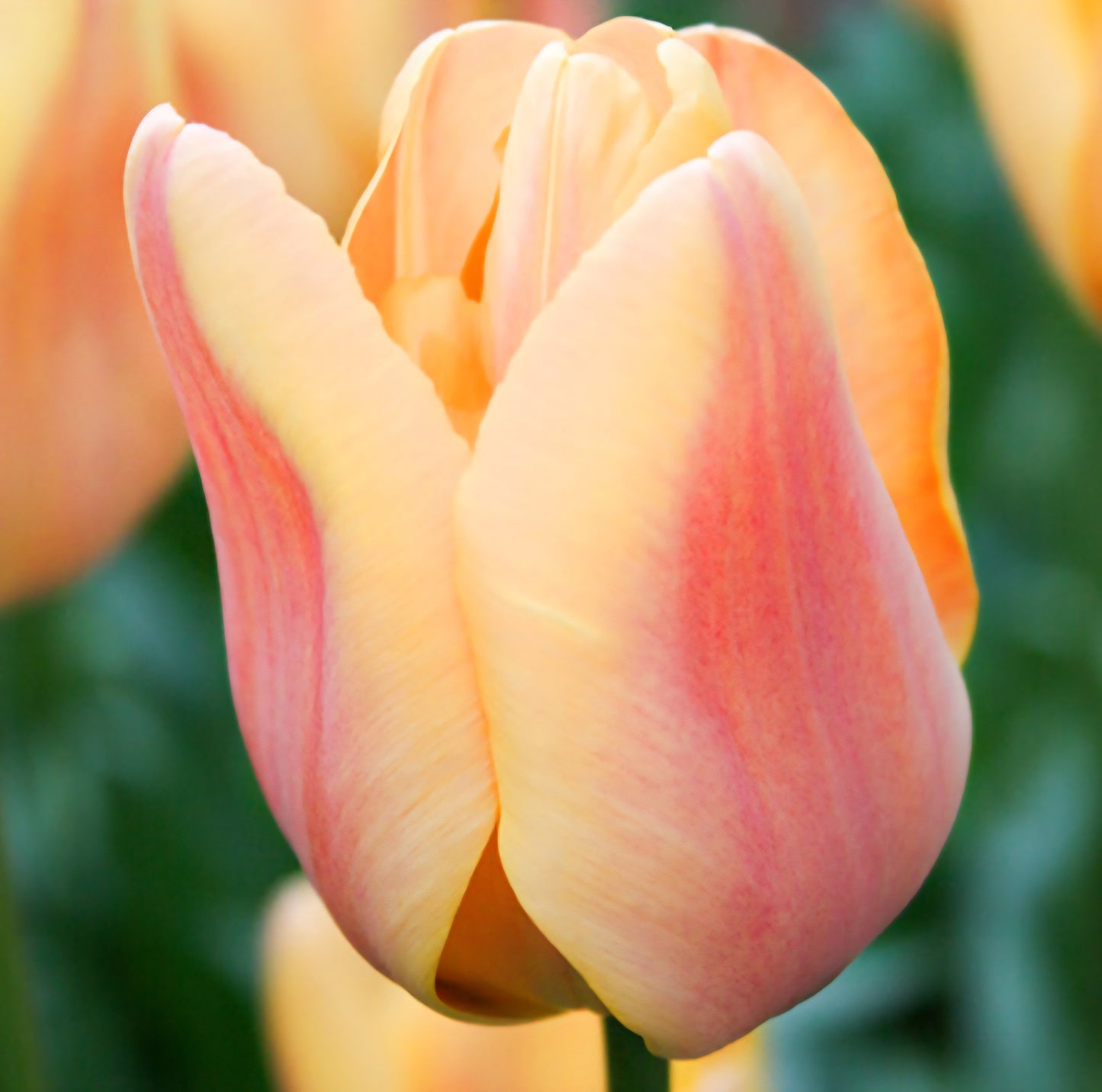 Tulip Apricot Foxx Triumph Bulbs
