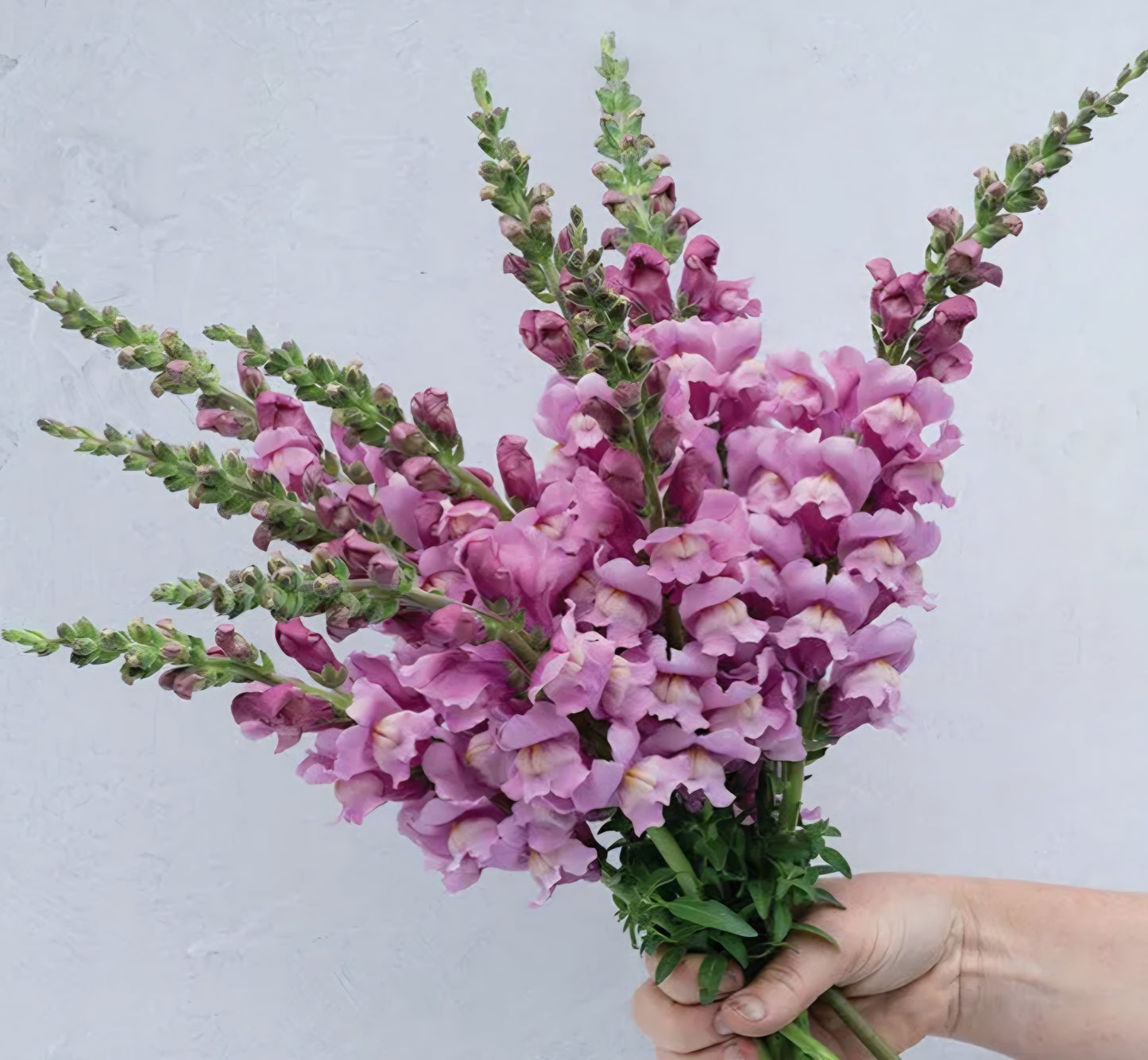 Avignon Lavender II Snapdragon Plugs