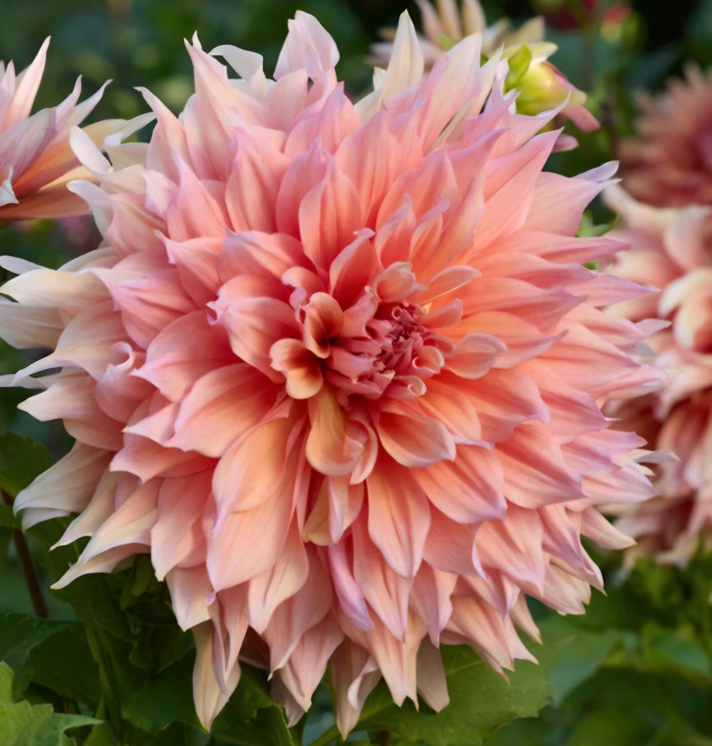 Mango Madness Dahlia Cutting