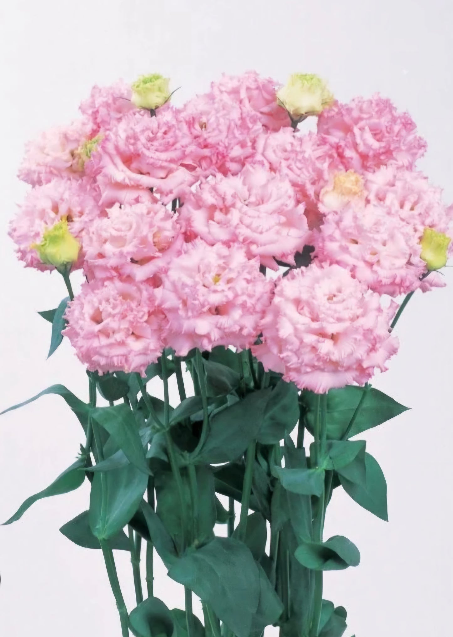 Lisianthus Voyage 2 Light Pink Plugs (4)