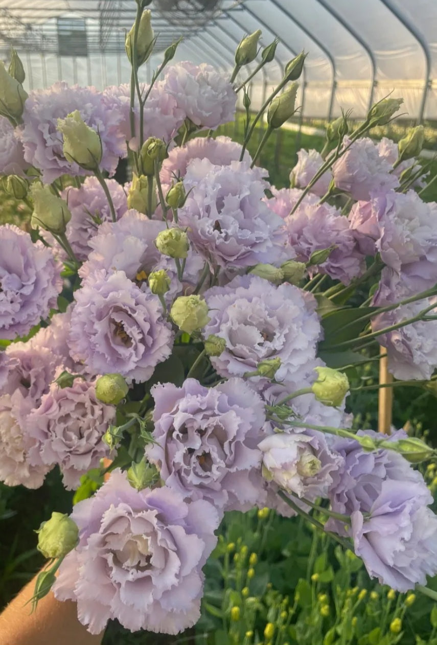Lisianthus Voyage Lavender Plugs – Blooming Patches Farm