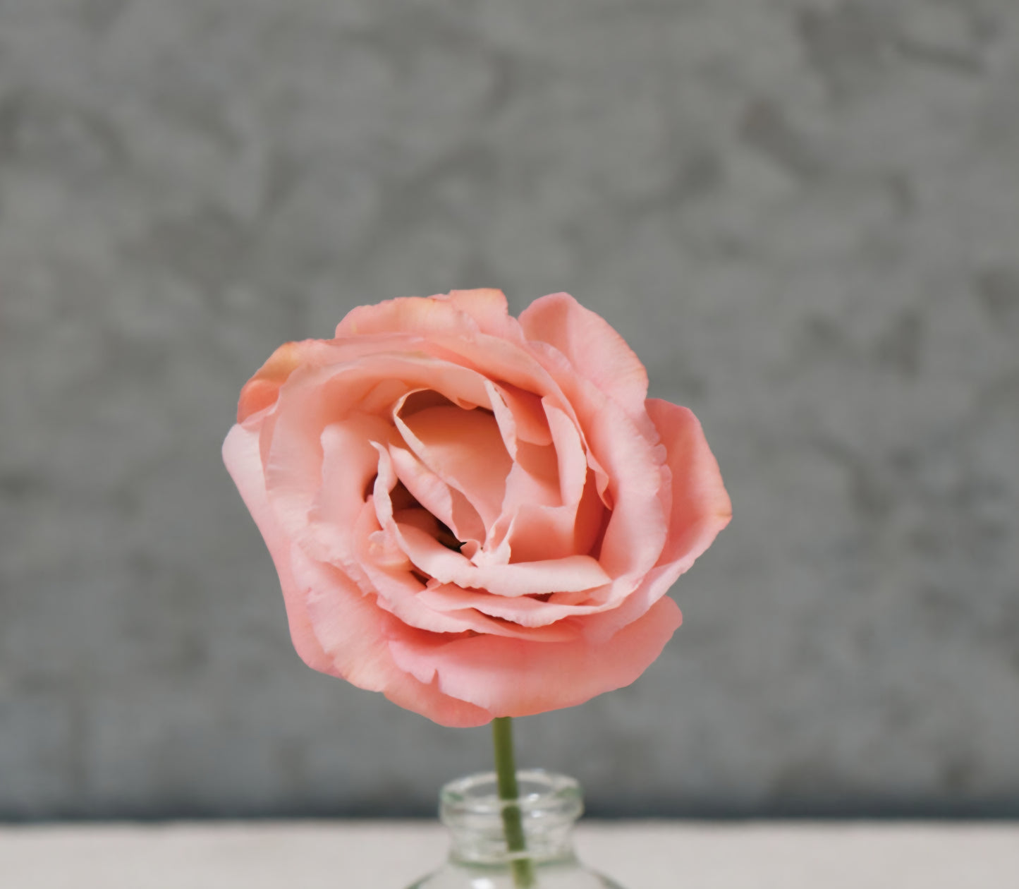 Lisianthus Arena 3 Apricot Plugs