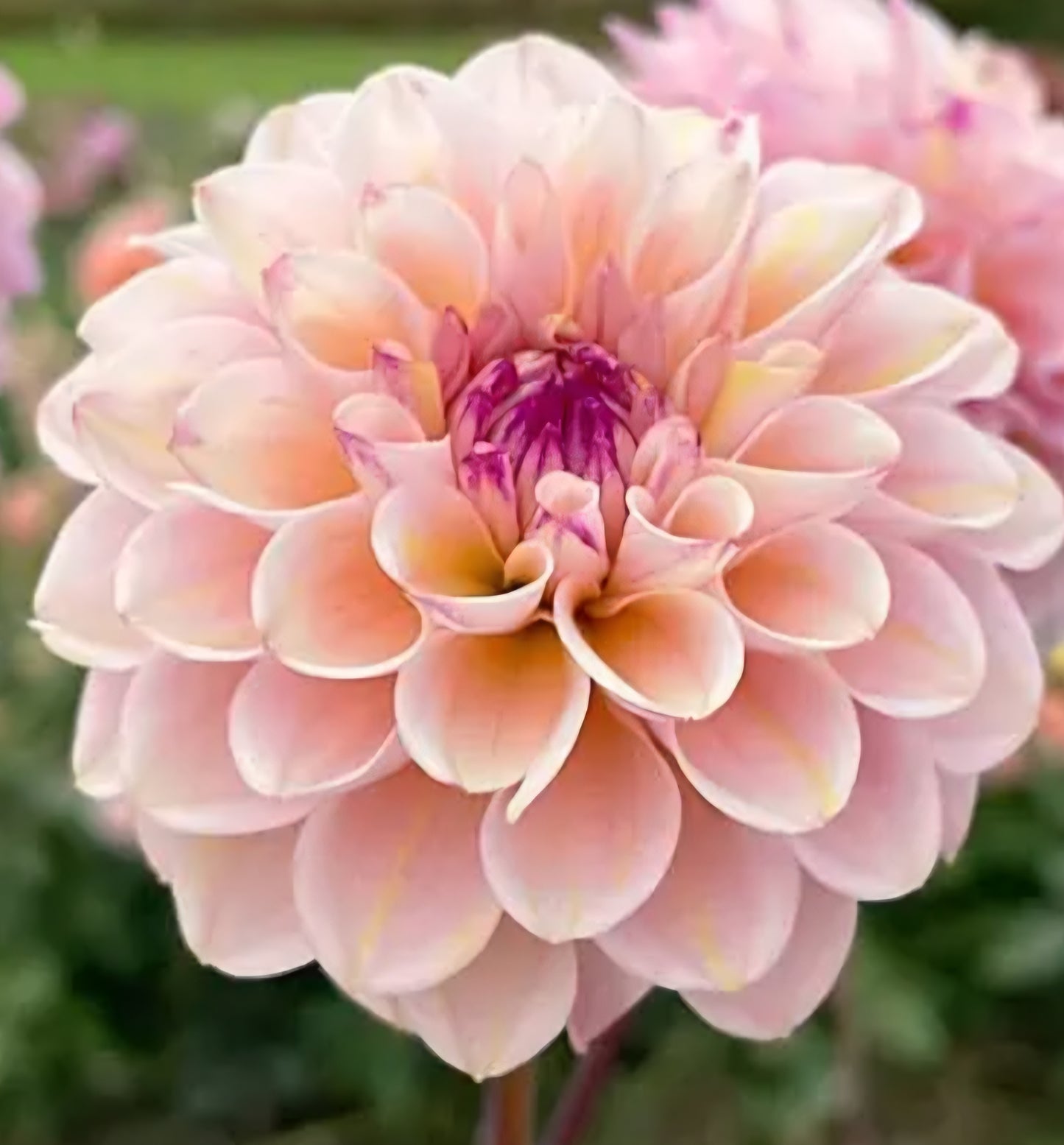 Wine Eyed Jill Dahlia Cutting