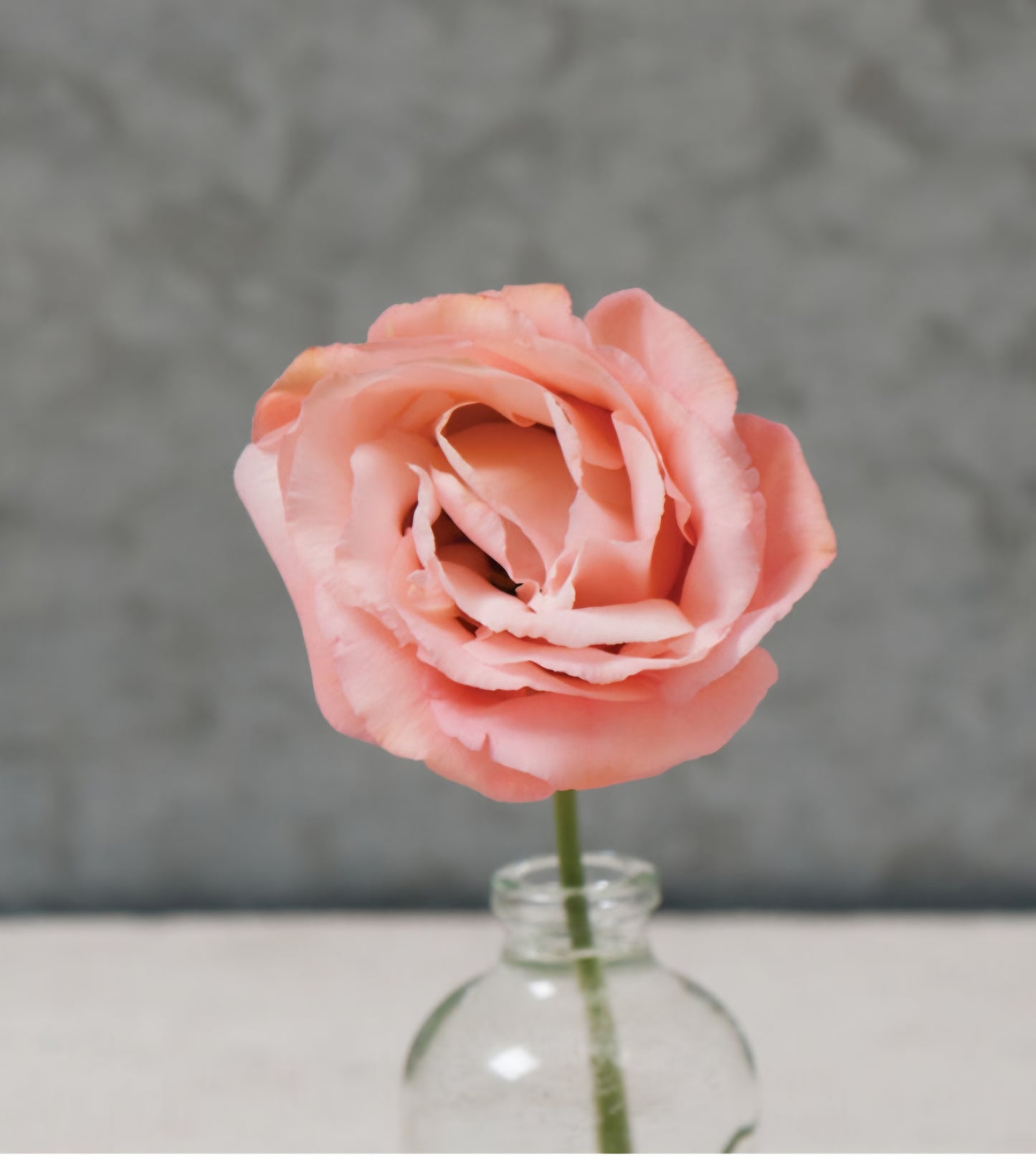 Lisianthus Corelli Light Pink Plugs