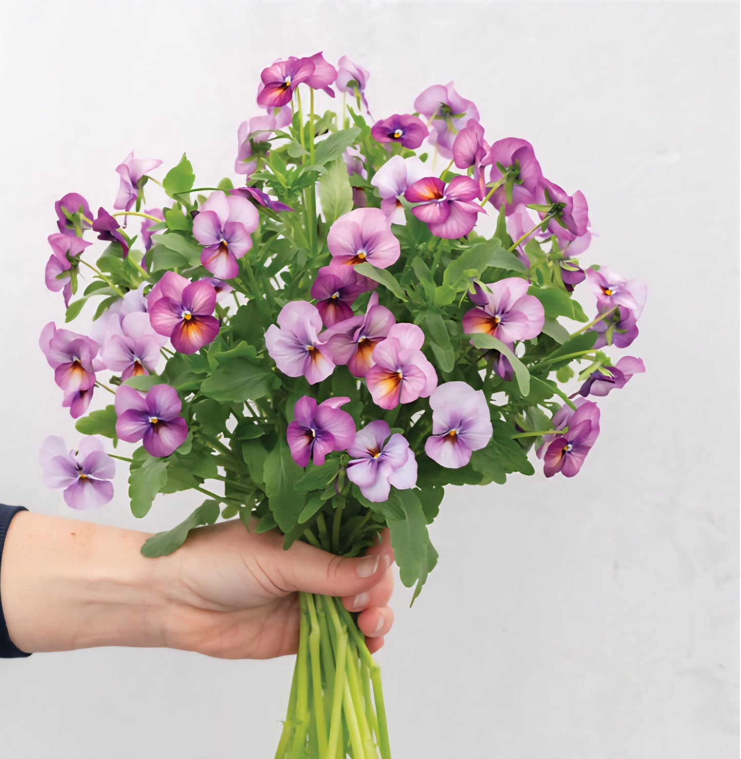 Viola Floral Power Plum Antique Shades Pansy Plugs