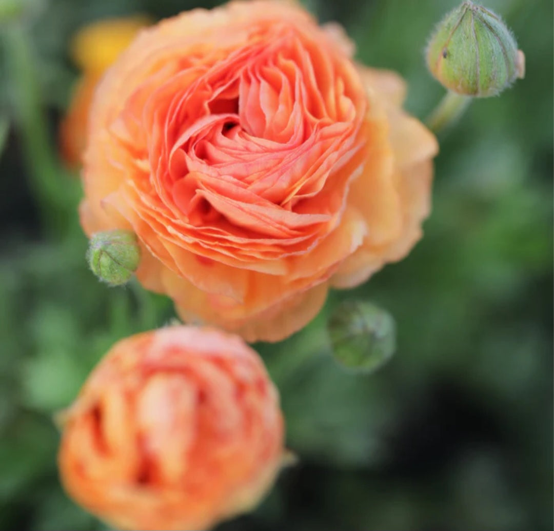 Amandine Salmon Ranunculus Corms (10)