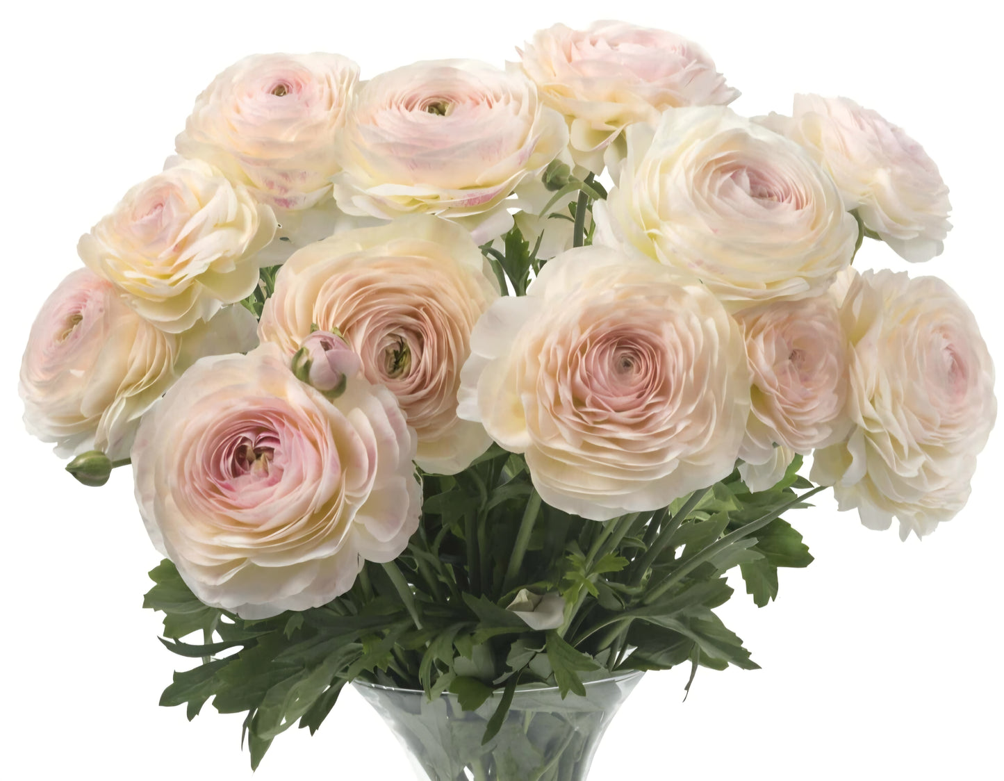 Maritime Romance Ranunculus Corms