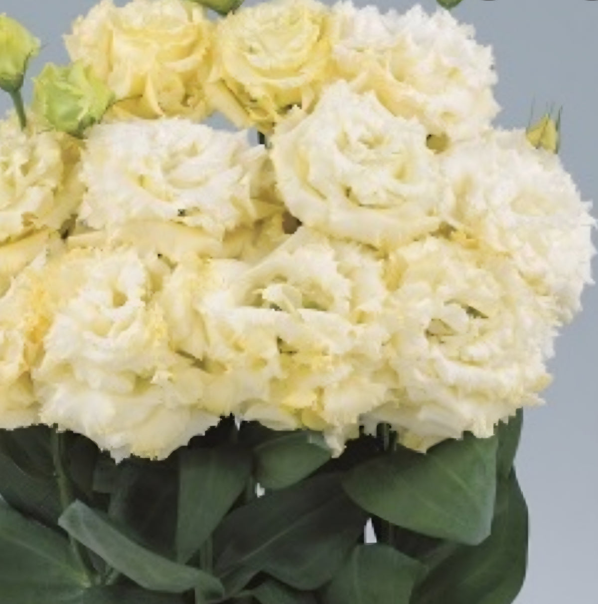 Lisianthus Voyage 2 Yellow Plugs