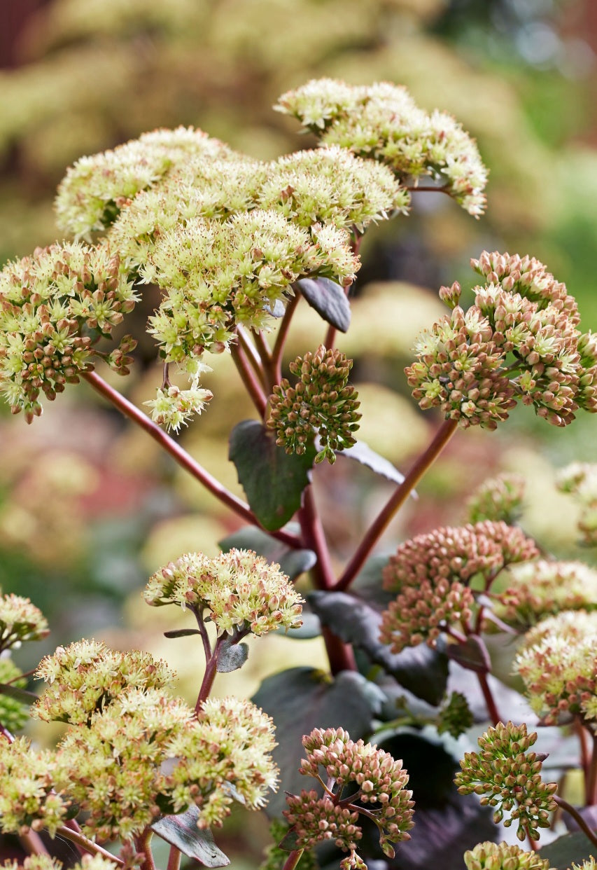 Banana Split Sedum Plugs