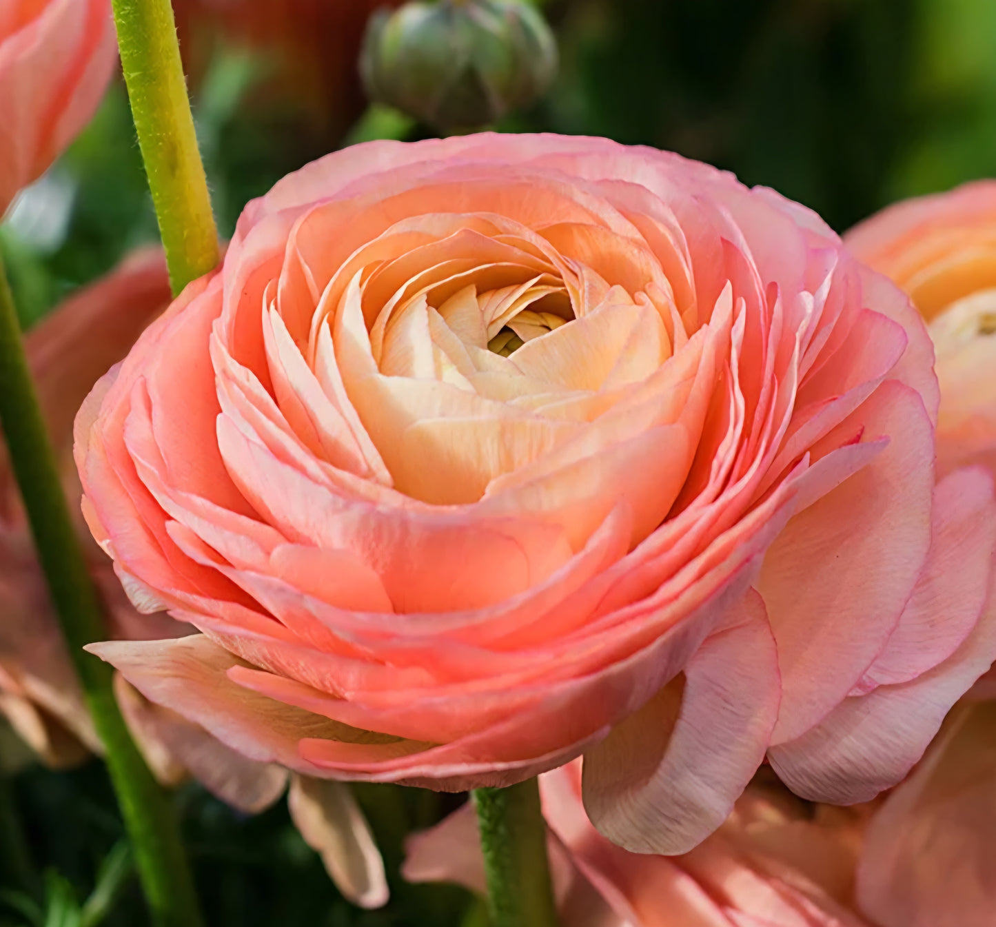 Tecolote Salmon Ranunculus Corms