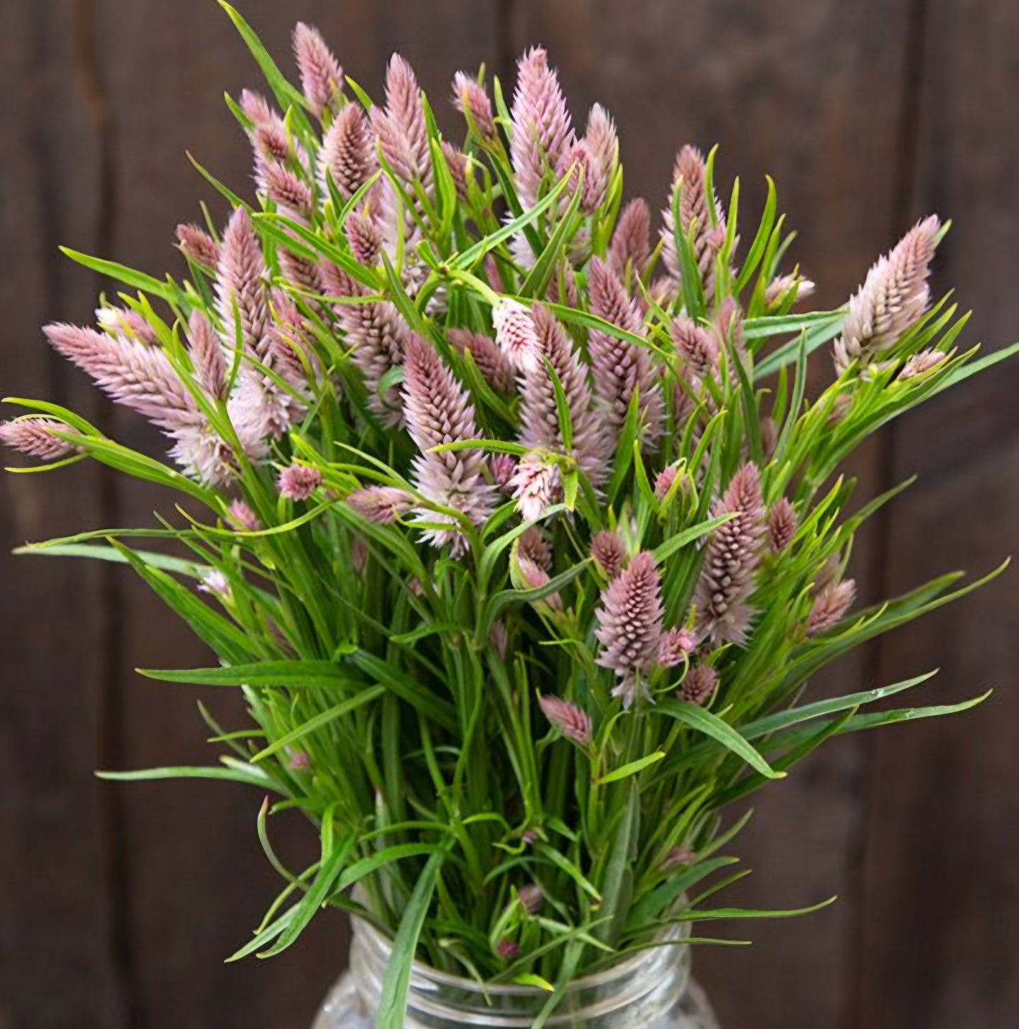 Flamingo Feather Celosia Plugs